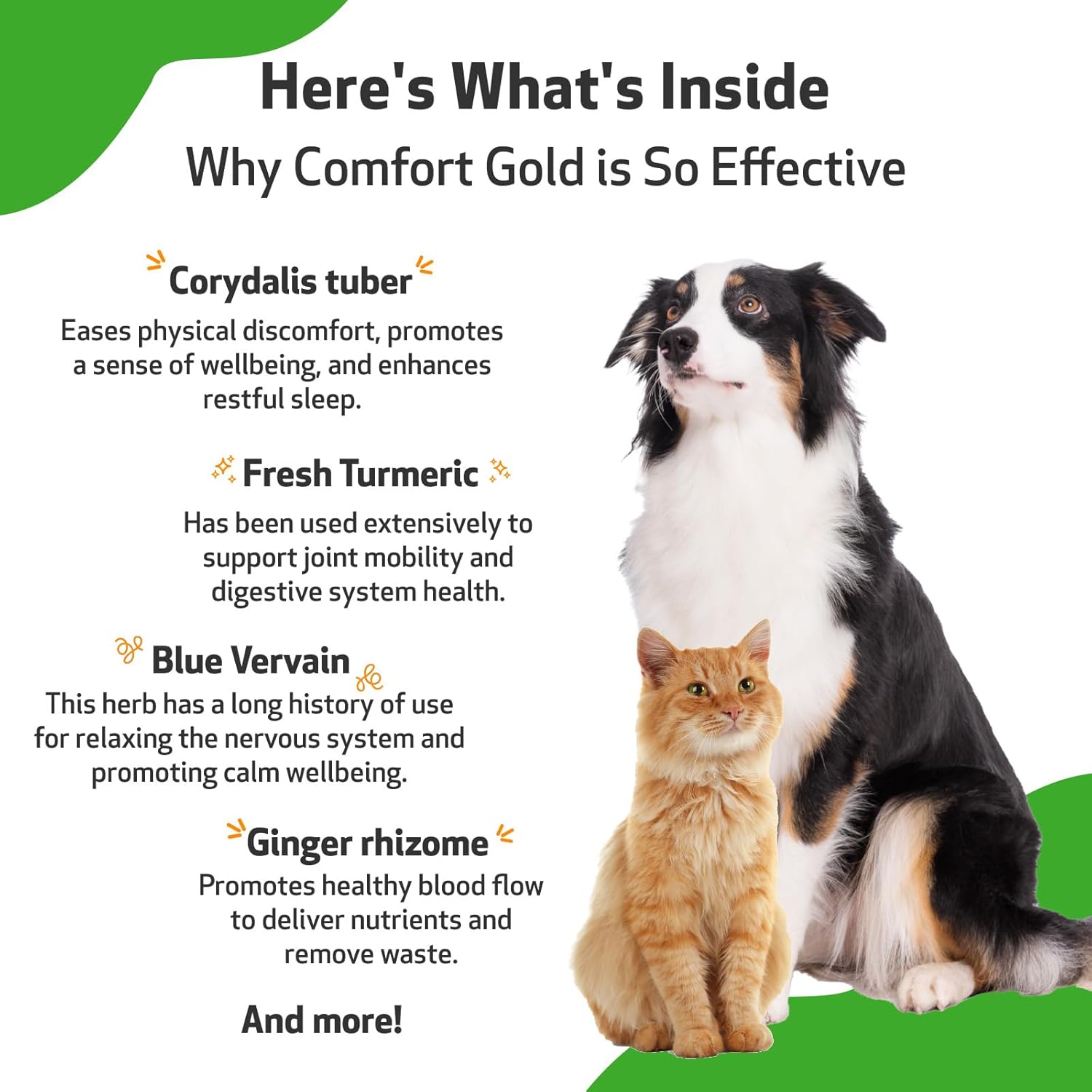 Pet Wellbeing Comfort Gold for Dogs & Cats - Vet-Formulated - Supports Physical Comfort - Natural Herbal Supplement 4 oz (118 ml) : Pet Supplies