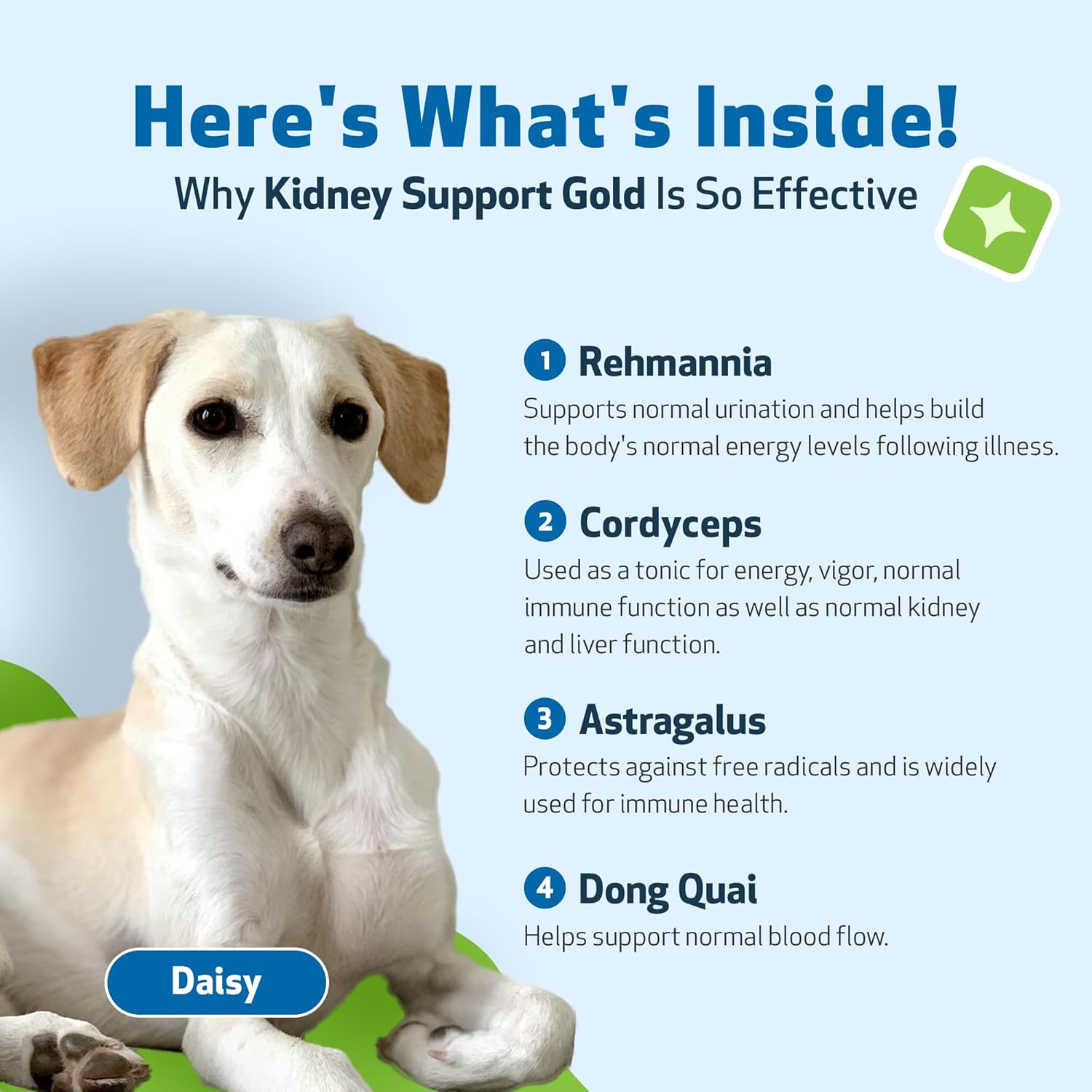 Pet Wellbeing Kidney Support Gold for Dogs - Veterinarian-Formulated - Supports Healthy Kidney Function in Dogs - Herbal Supplement 2 oz (59 ml) : Pet Supplies
