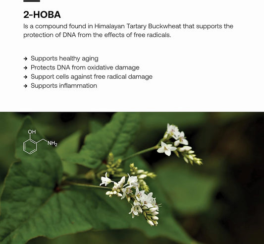 Srw Laboratories 2-Hoba Supplement With Hobamine | Supports Healthy Aging, Brain Function, Dna Integrity, & Cellular Defence | Protection From Harmful Free Radicals | 60 Capsules