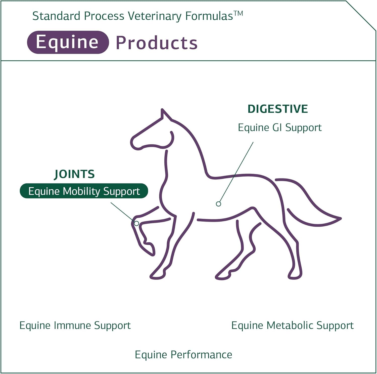 Standard Process Equine Mobility Support - Whole Food Horse Supplies for Antioxidant, Flexibility and Joint Support - Joint Supplement with Ginger Root, Glucosamine Sulfate, Chondroitin Sulfate - 40oz : Pet Supplies