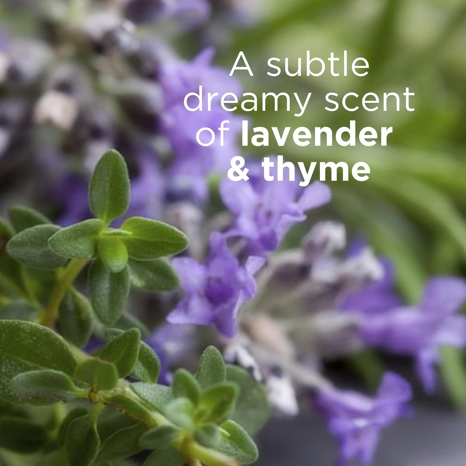 Andalou Naturals Lavender Thyme Refreshing Body Lotion, 8 Ounce : Beauty & Personal Care