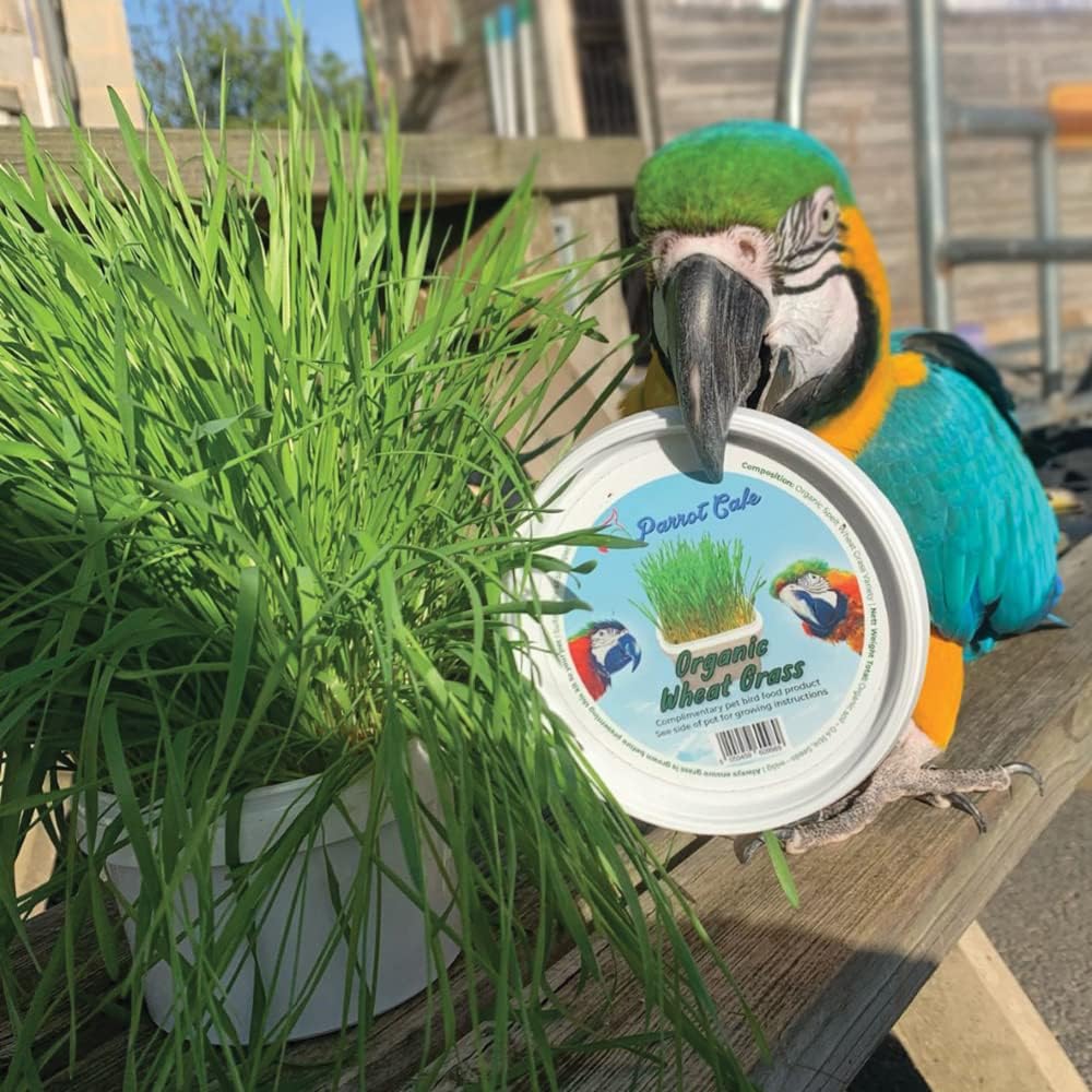 Parrot Cafe Organic Wheat Grass Parrot Treat - Grow Your Own :Pet Supplies