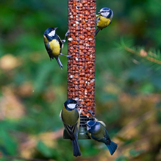 Medium Metal Peanut Bird Feeder for Garden and Wild Birds - Jacobi Jayne® Ring-Pull® Click Medium Peanut Feeder, Green - Heavy Duty Metal Bird Feeder Perfect for Offering Peanuts?RP3-P2G