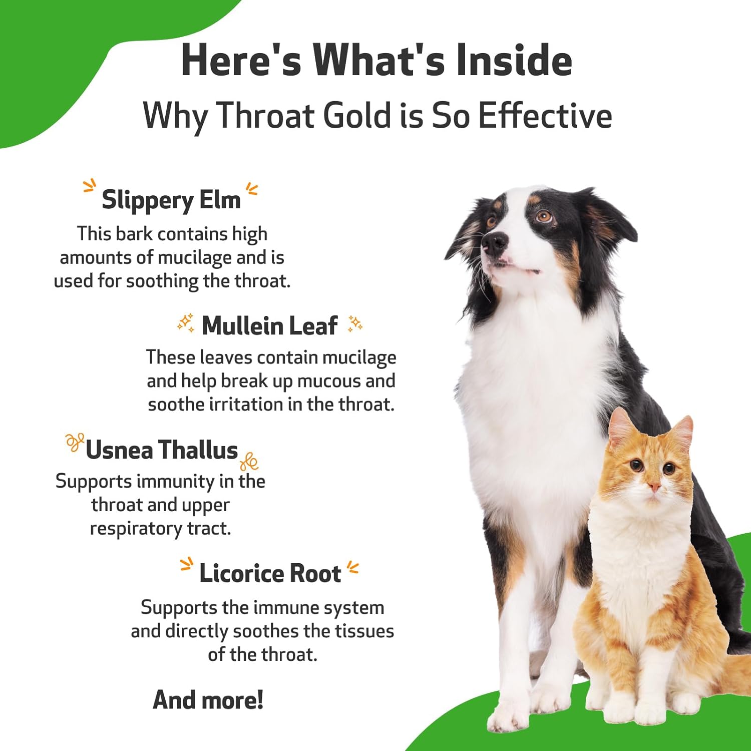 Pet Wellbeing Throat Gold for Dogs - Vet-Formulated - Soothes Kennel Cough Discomfort, Throat Hoarseness, Leash Strain - Natural Herbal Supplement 4 oz (118 ml) : Pet Supplies