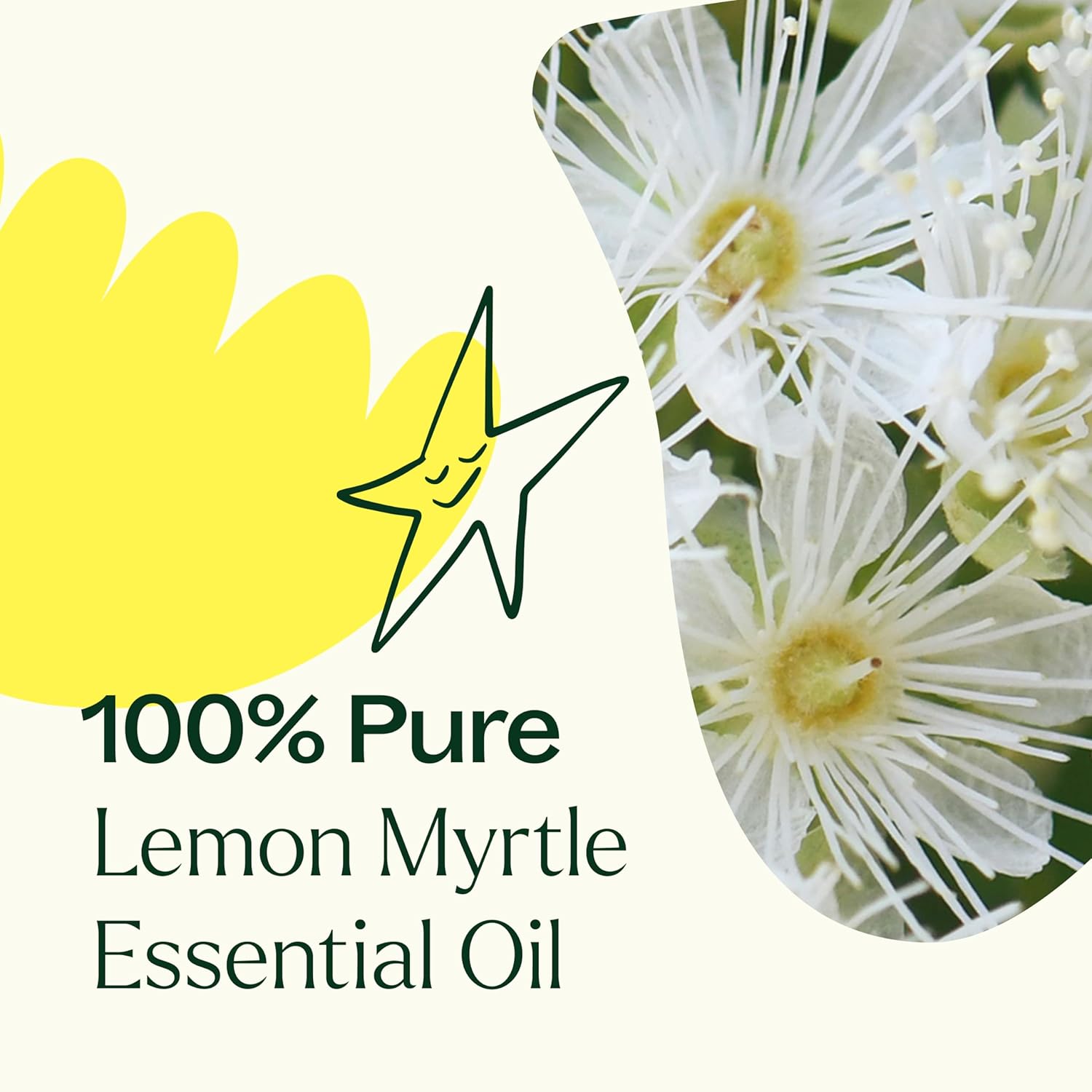 Plant Therapy Lemon Myrtle Essential Oil 10 mL (1/3 oz) 100% Pure, Undiluted, Therapeutic Grade : Health & Household