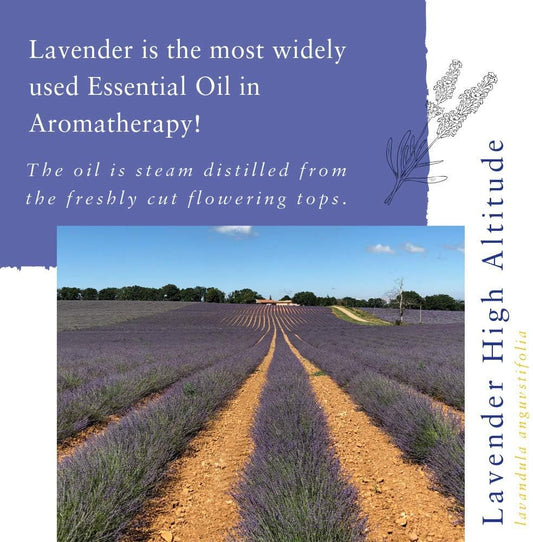 Absolute Aromas High Altitude Lavender lavandula angustifolia Essential Oil 100 Pure Natural Vegan Undiluted and CrueltyFree for use in Diffusers Oil Burners and Aromatherapy Blends, 10 Millilitre