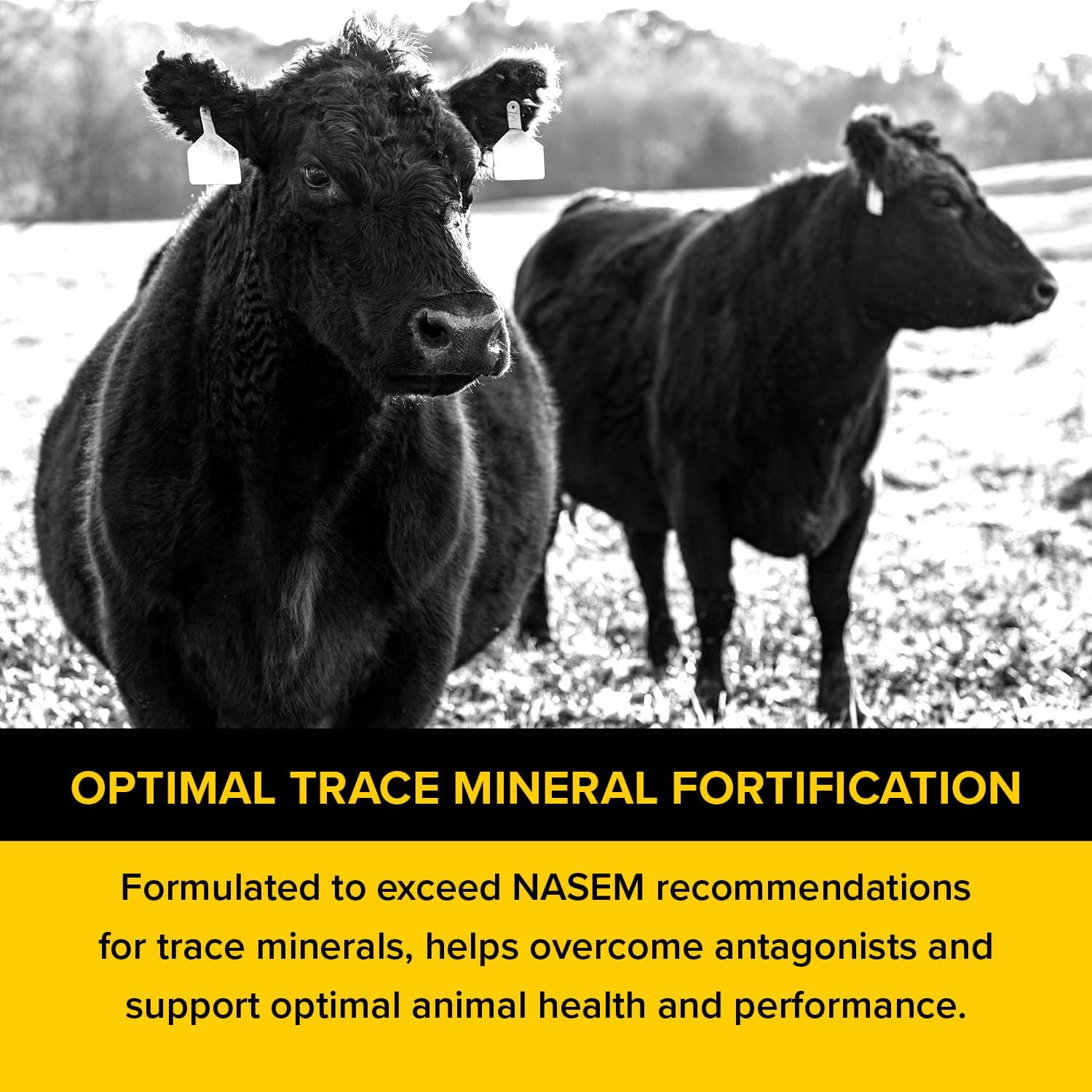 Kent Framework 365 Mineral ADE - Foundation of Nutriton for Beef Cattle - 50 lbs : Pet Supplies