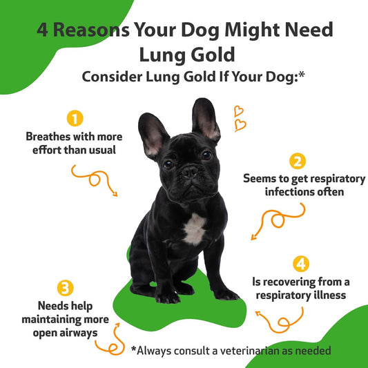 Pet Wellbeing Lung Gold For Dogs - Lung Immune Support, Lower Respiratory Health, Open Airways, Normal Breathing, Reishi, Coptis - Veterinarian-Formulated Herbal Supplement - 2 Oz (59 Ml)