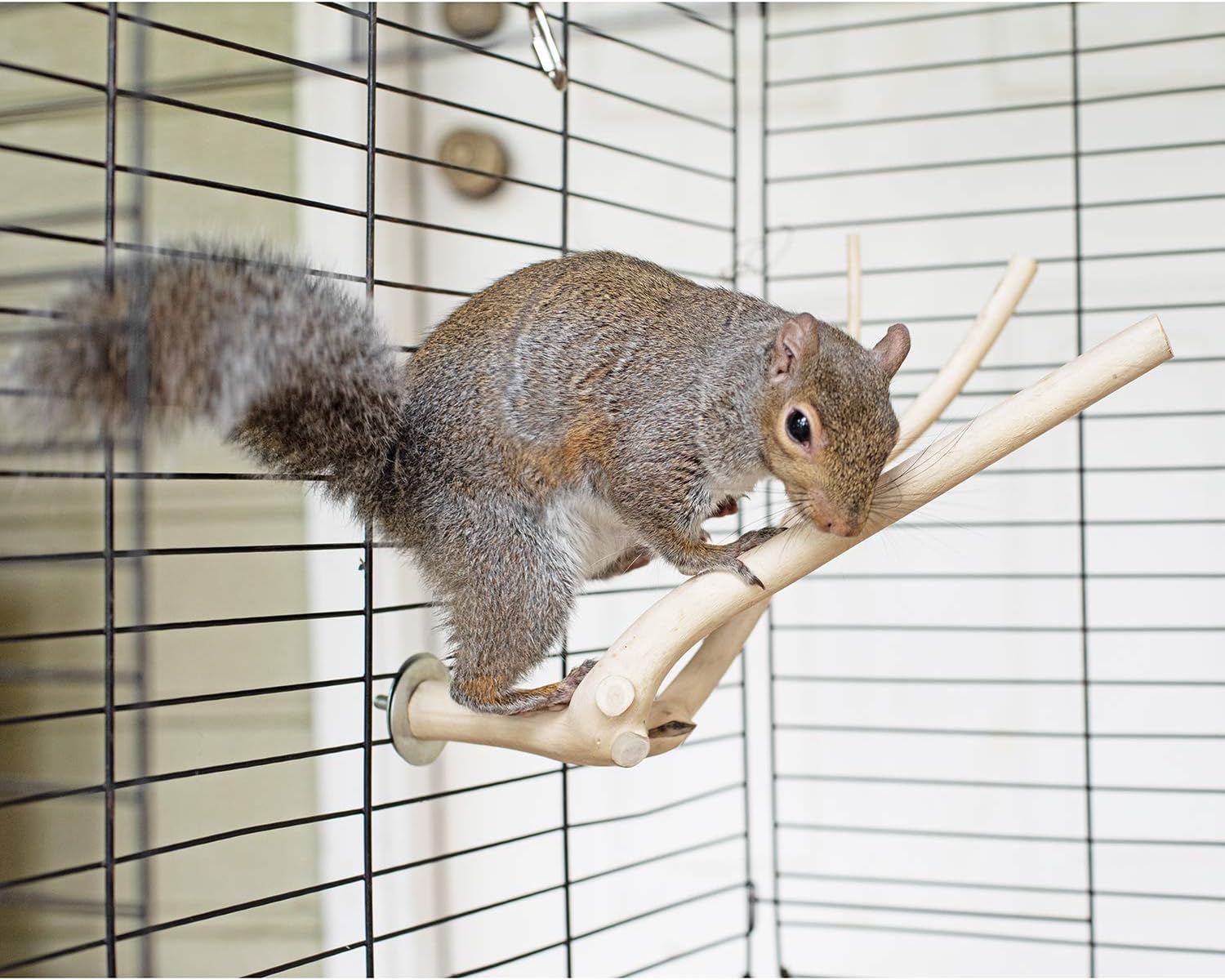 Multi-Branch Perch (Large) - Durable Natural Climbing Branch Perch Cage Accessory - Sugar Gliders, Squirrels, Prairie Dogs, Degus, Marmosets, Monkeys, Parrots, Birds, Rats, Reptiles, Amphibians : Pet Supplies