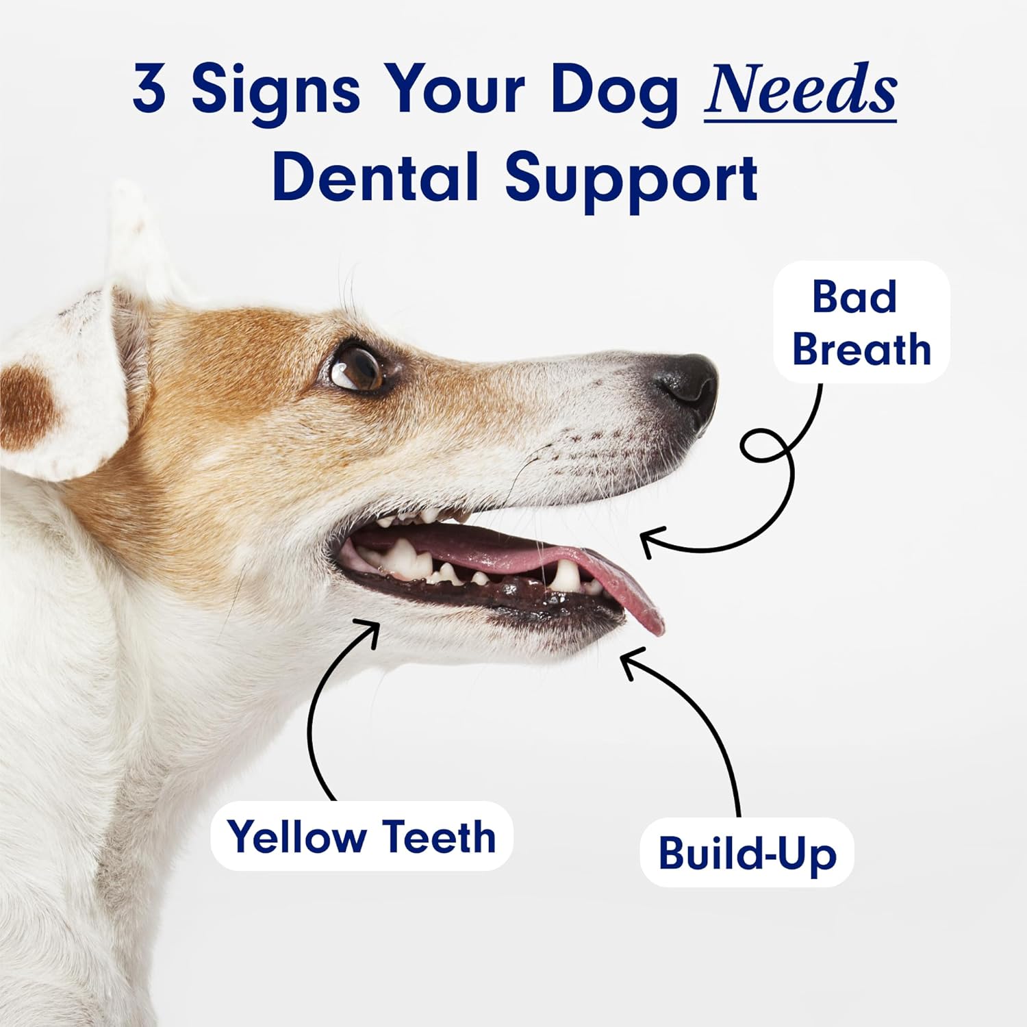 Petlab Co. Proenzyme Dental Sticks – Dog Dental Chews -Target Plaque & Tartar Build-Up at The Source - 28 Sticks : Pet Supplies
