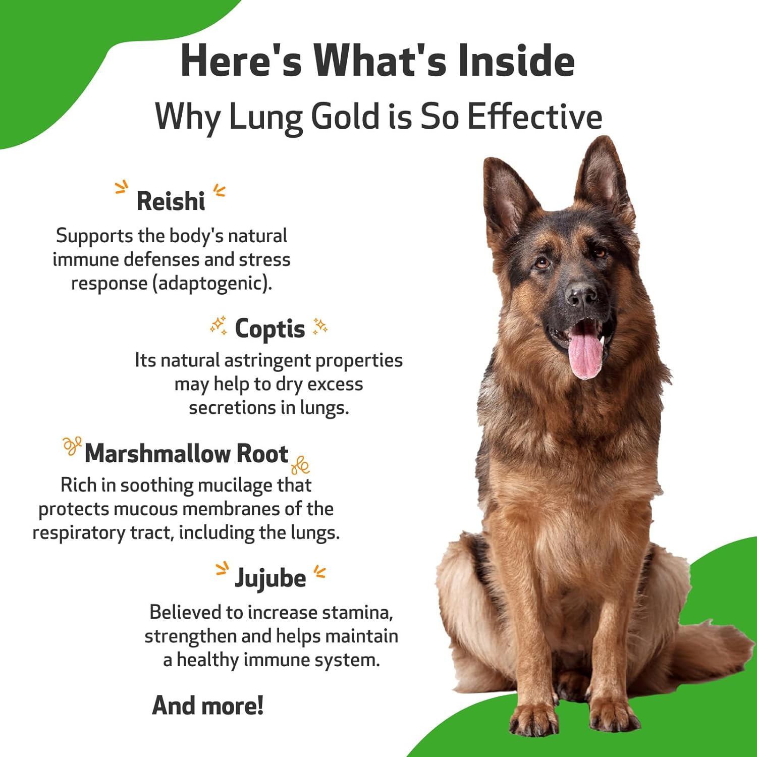 Pet Wellbeing Lung Gold for Dogs - Vet-Formulated - Lung & Respiratory Immune Support, Open Airways, Easy Breathing - Natural Herbal Supplement 2 oz (59 ml) : Pet Supplies