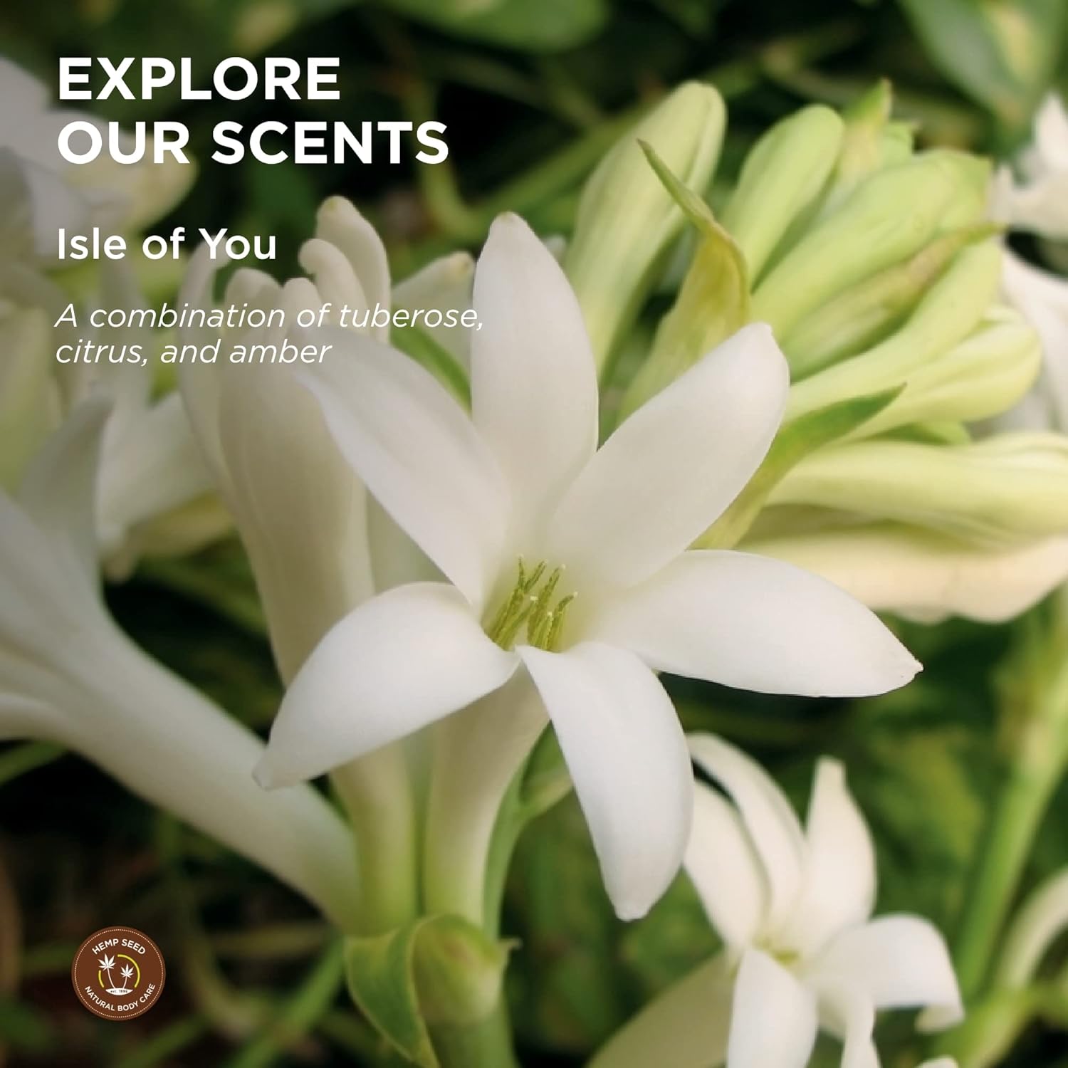 Hemp Seed Shave Cream, Isle Of You - 8 Oz - Nourishes & Protects Skin - With Hemp Seed Oil, Argan Oil & Vitamin E - Vegan, Cruelty Free : Beauty & Personal Care