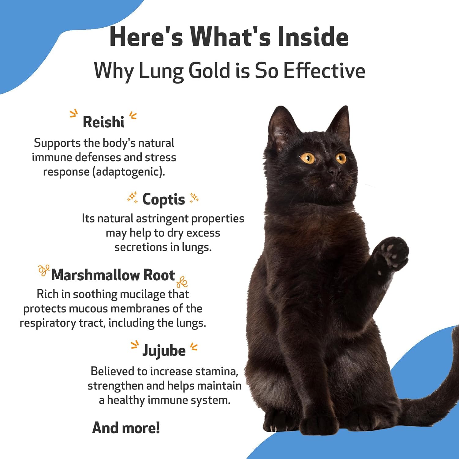 Pet Wellbeing - Lung Gold for Cats - Natural Breathing Support for Felines - 2oz (59ml) : Pet Supplies