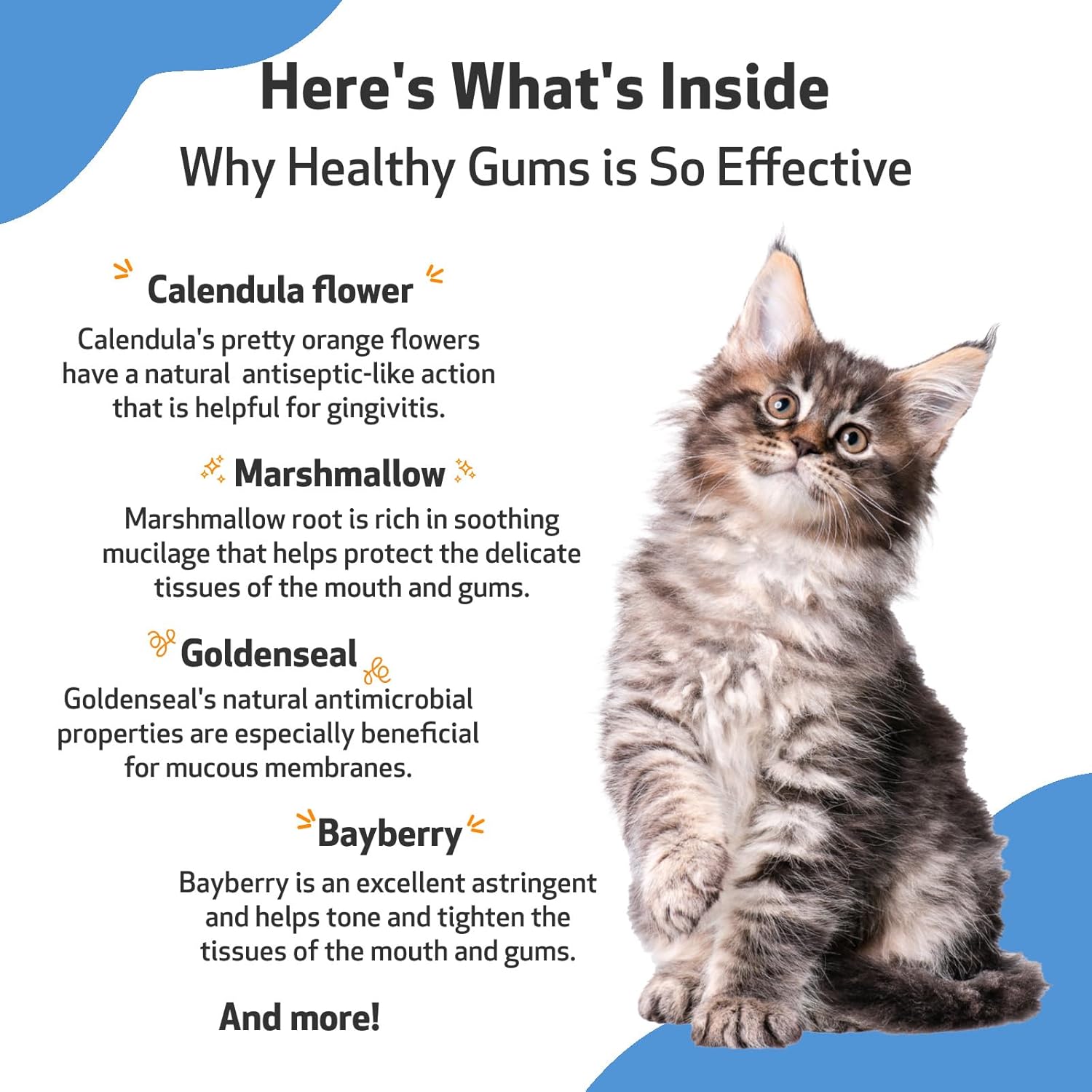 Pet Wellbeing - Healthy Gums for Cats - Natural Support for for Healthy Gums, Teeth and Breath in Felines - 2oz (59ml) : Pet Supplies