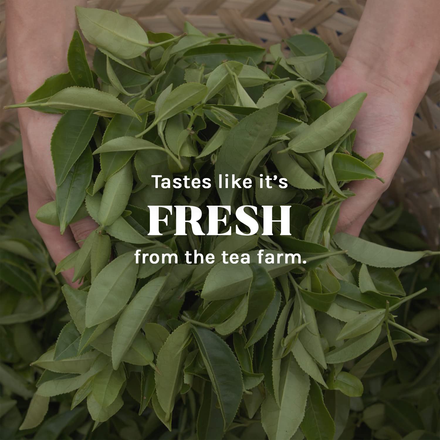 Uncle Lee’S Green Tea - Authentic Green Tea, Wellness Tea Rich In Polyphenols And Antioxidants For Immunity & Vitality, 100 Count