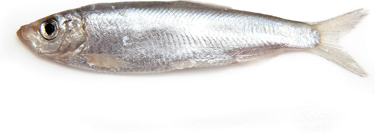 Plato Baltic Sprat 3oz : Pet Snack Treats : Pet Supplies