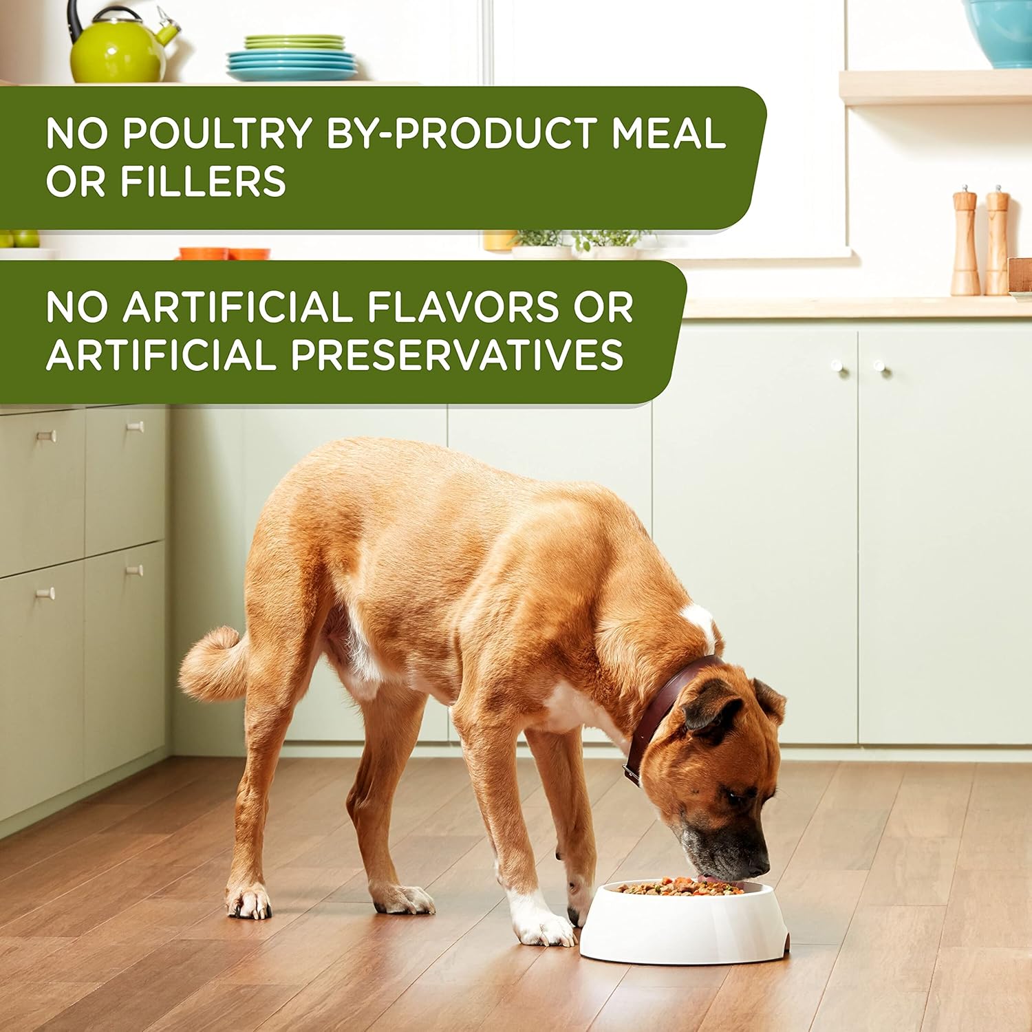 Rachael Ray Nutrish Zero Grain Premium Pate Wet Dog Food, Chicken Recipe, 13 Ounce Can (Pack of 12): Pet Supplies: Amazon.com