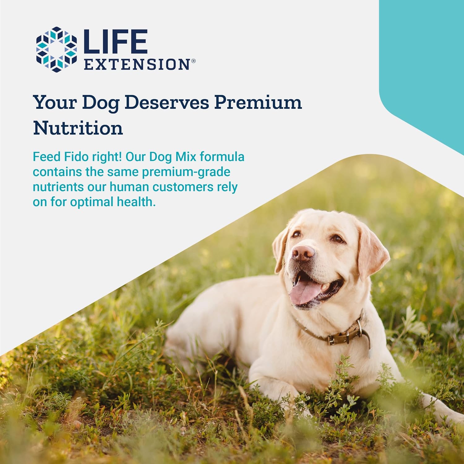 Life Extension Dog Mix - Daily Nutrition Care Supplement Powder for Your Canine Pet - Advanced Formula with Vitamins, Probiotics & Essential Fatty Acids - Gluten-Free, Non-GMO – 100 g, 60 Servings : Pet Supplements And Vitamins : Pet Supplies