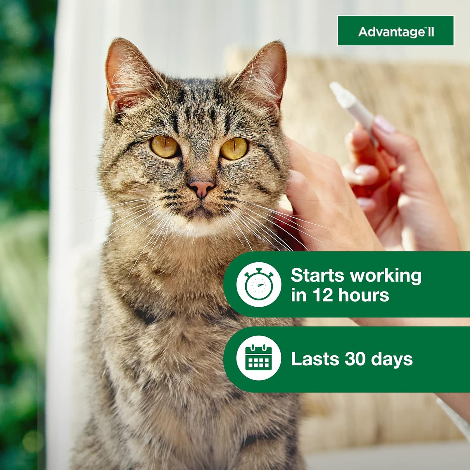 Advantage II Large Cat Vet-Recommended Flea Treatment & Prevention | Cats Over 9 lbs. | 6-Month Supply : Pet Flea Drops : Pet Supplies