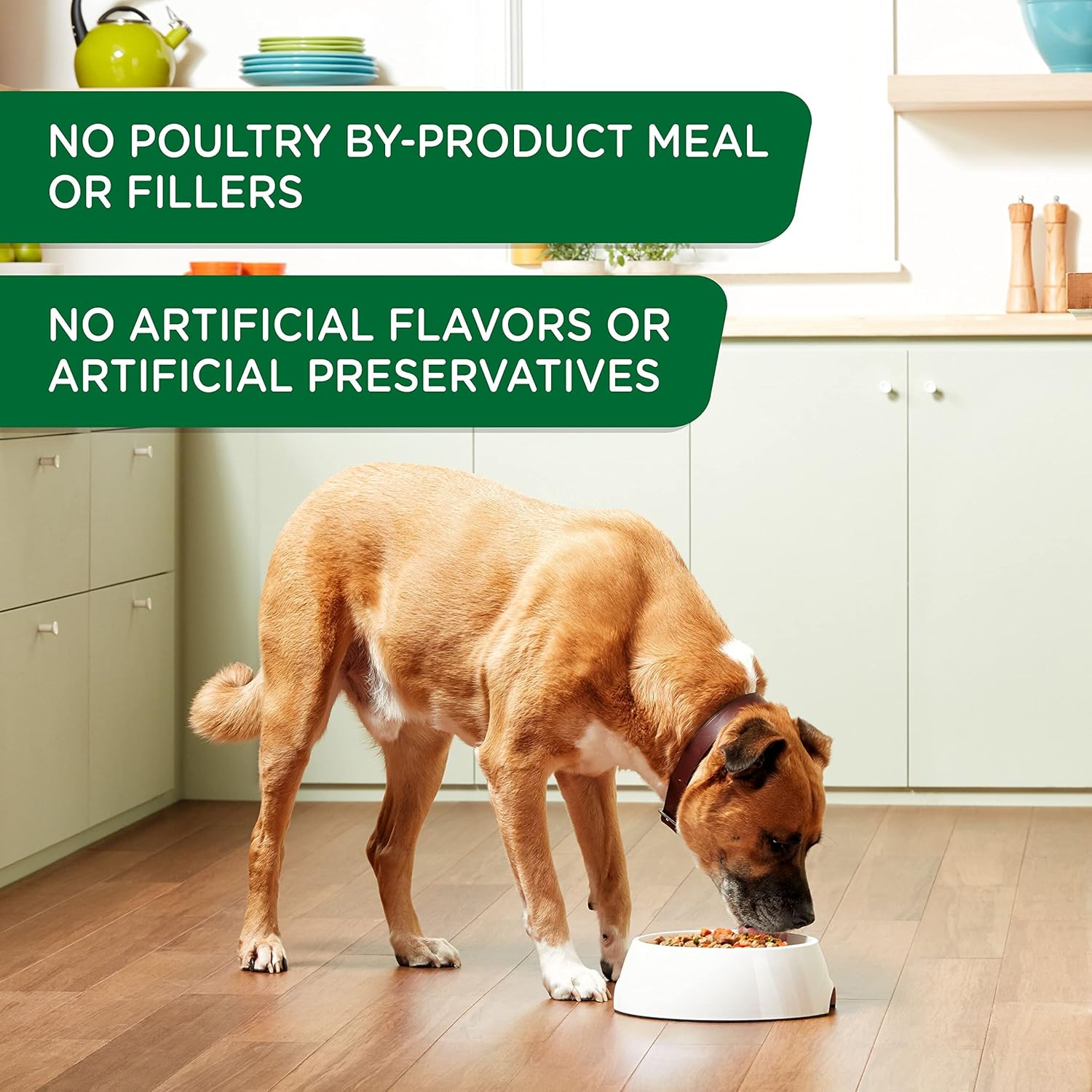 Rachael Ray Nutrish Premium Pate Wet Dog Food, Chicken & Apple, 13 Ounce Can (Pack of 12): Pet Supplies: Amazon.com