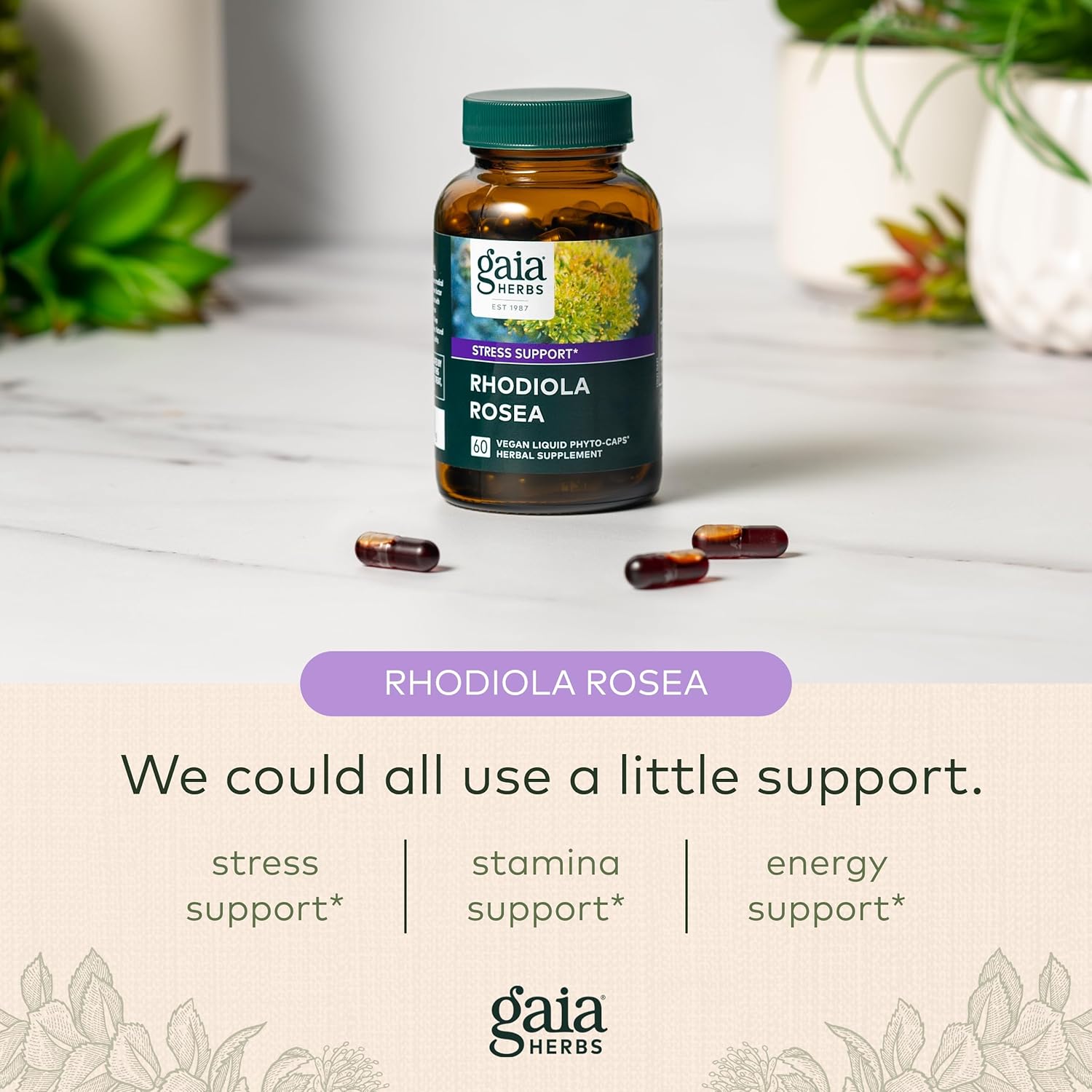 Gaia Herbs Rhodiola Rosea - Stress Support Supplement Traditionally for Supporting Healthy Stamina and Endurance - with Siberian Rhodiola Root Extract - 60 Vegan Liquid Phyto-Capsules (30-Day Supply) : Health & Household