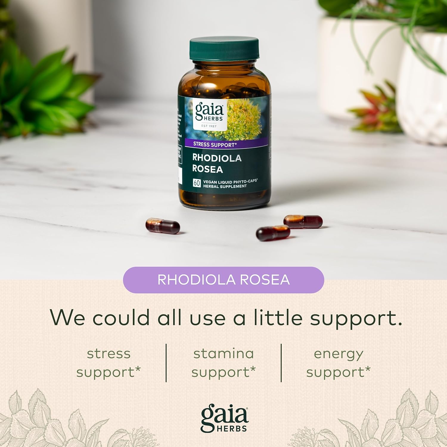 Gaia Herbs Rhodiola Rosea - Stress Support Supplement Traditionally for Supporting Healthy Stamina and Endurance - With Siberian Rhodiola Root Extract - 120 Vegan Liquid Phyto-Capsules (60-Day Supply) : Health & Household