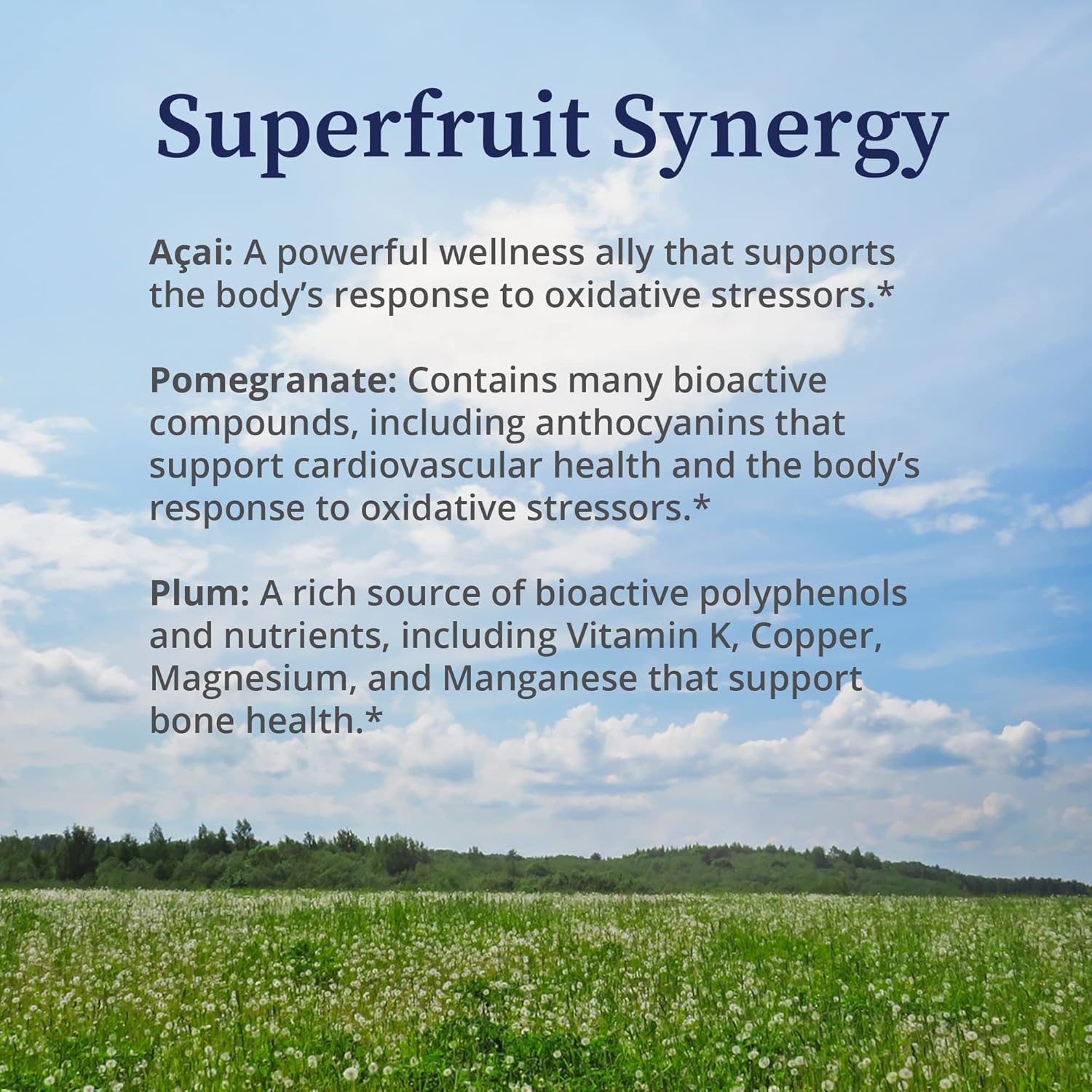 Biopure Deep Purple – All-Natural Superfruit Dietary Supplement Made From A Synergistic Blend Of Organic Acai, Organic Pomegranate, And Plum For Gut Health, Immune Support And Overall Wellness – 100G : Health & Household