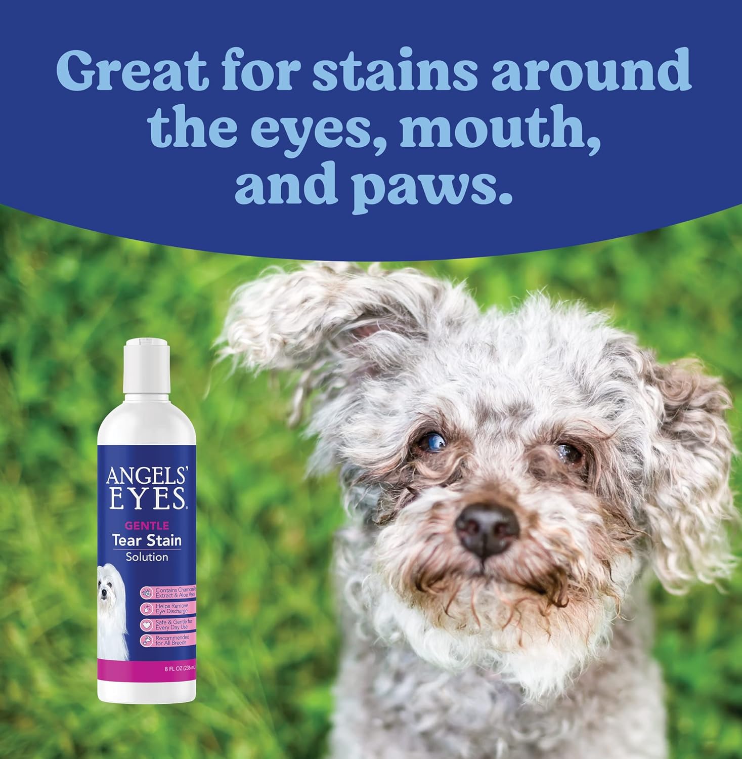 ANGELS' EYES Gentle Tear Stain Solution for Dogs and Cats | 8 oz Solution for Eye Area and Face | Remove Discharge, Dirt, Tear Stains, and Mucus : Pet Supplies