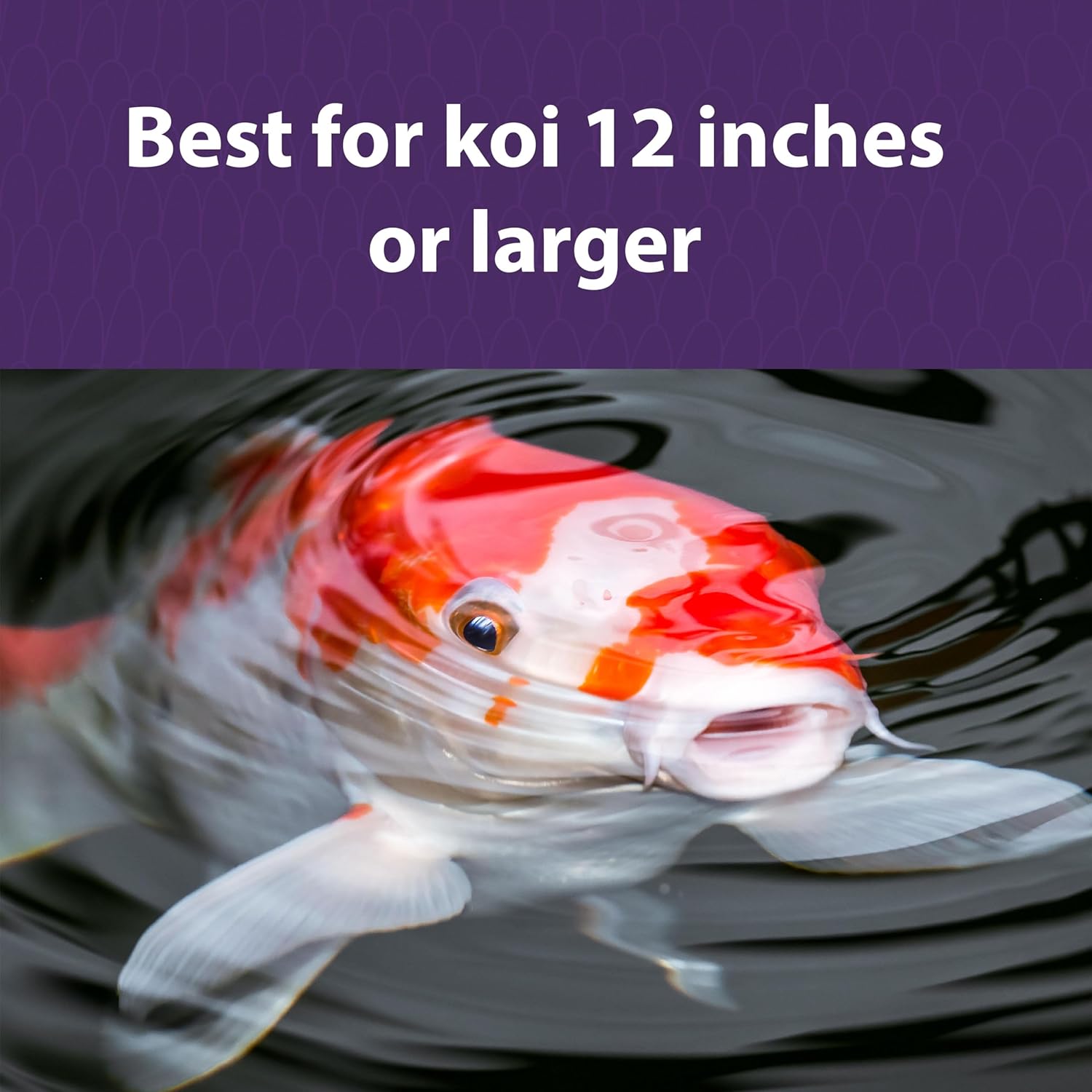 Mazuri Koi | Platinum Ogata Nutritionally Complete Koi Fish Food | for Large Koi - 20 Pound (20 lb.) Bag : Pet Supplies