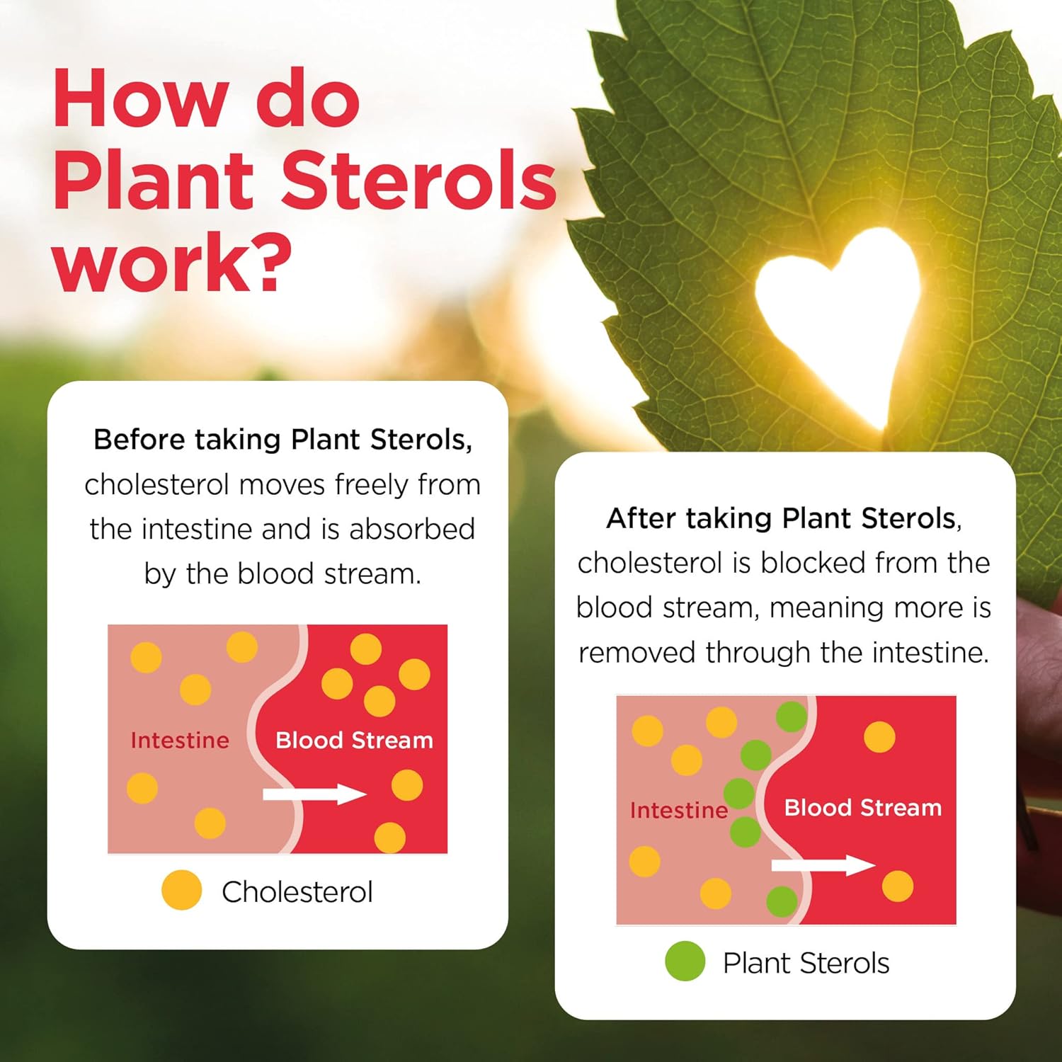 Healthspan Plant Sterols 2400mg – 90 Tablets – High Strength – Supports Normal Cholesterol Levels – UK Manufactured : Amazon.co.uk: Health & Personal Care