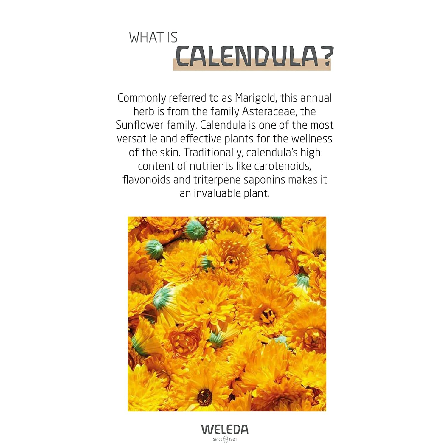 Weleda Baby Calendula Nourishing Body Cream, 2.5 Fluid Ounce, Plant Rich Moisturizer with Calendula and Lanolin : Baby