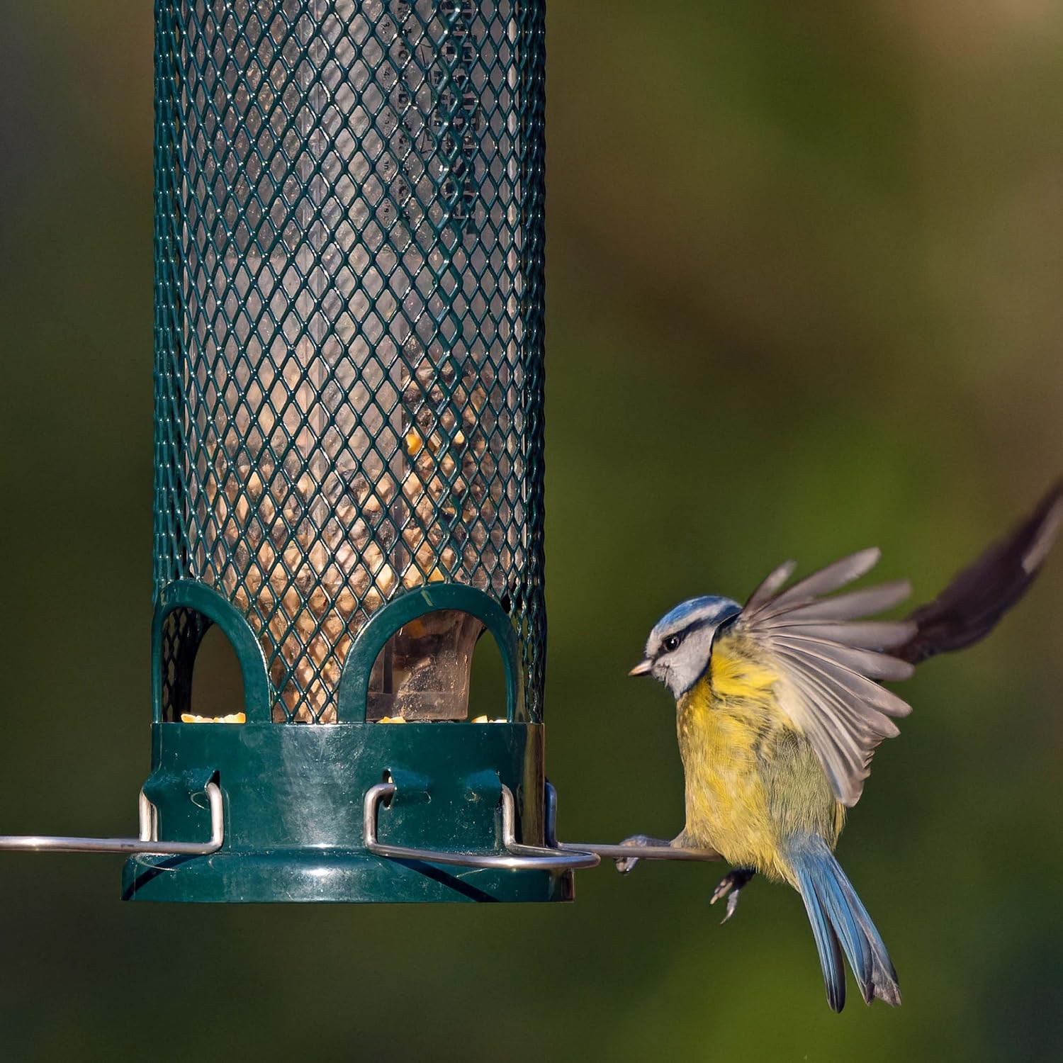 Jacobi Jayne SB-M Squirrel Proof Bird Feeder - Squirrel Buster Mini - Marauders off! Guaranteed Squirrel Proof/Metal, Green :Garden