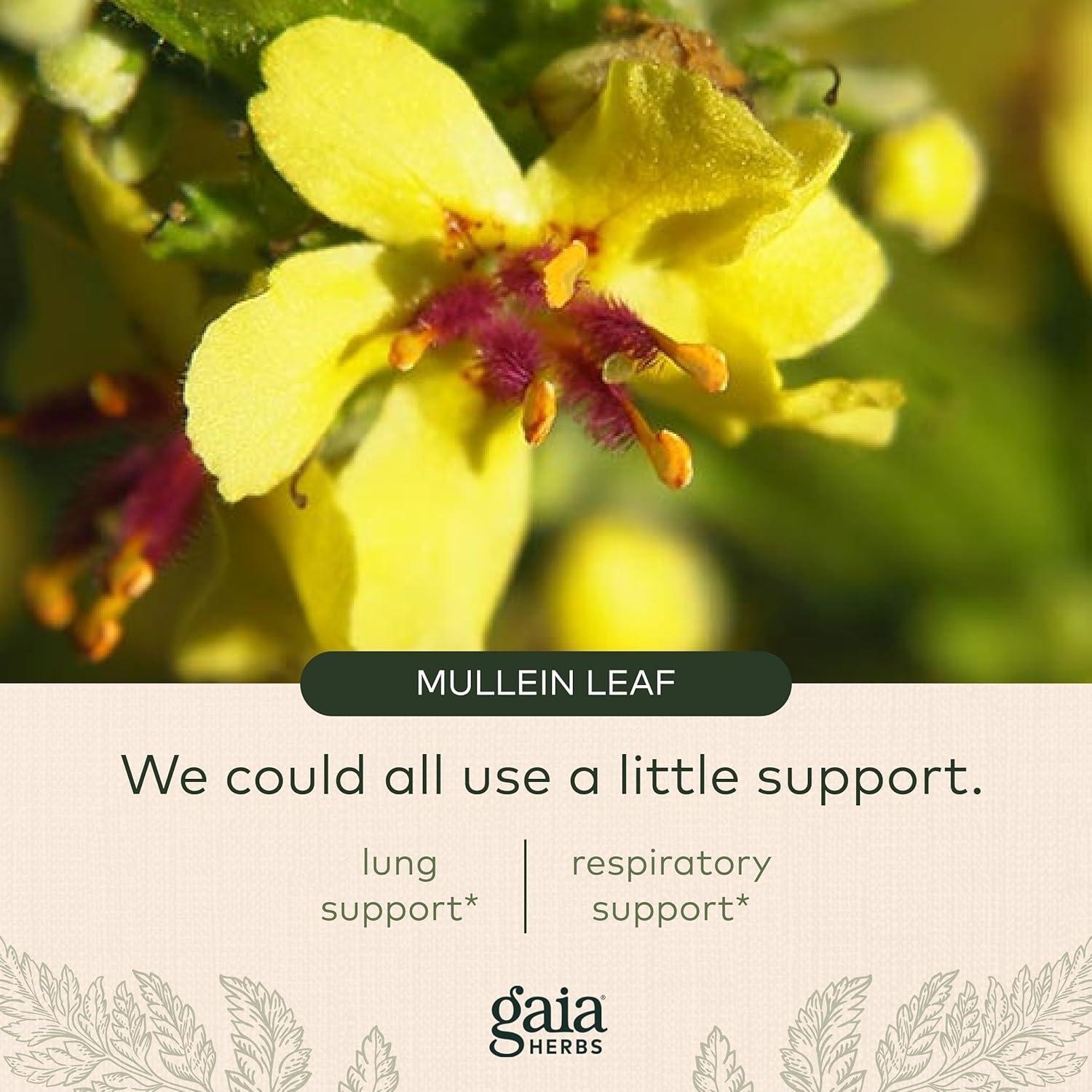 Gaia Herbs Mighty Lungs - Lung Support Supplement to Help Maintain Overall Lung & Respiratory Health* - With Mullein, Plantain, Schisandra & Elecampane - 60 Vegan Liquid Phyto-Capsules (30-Day Supply) : Health & Household