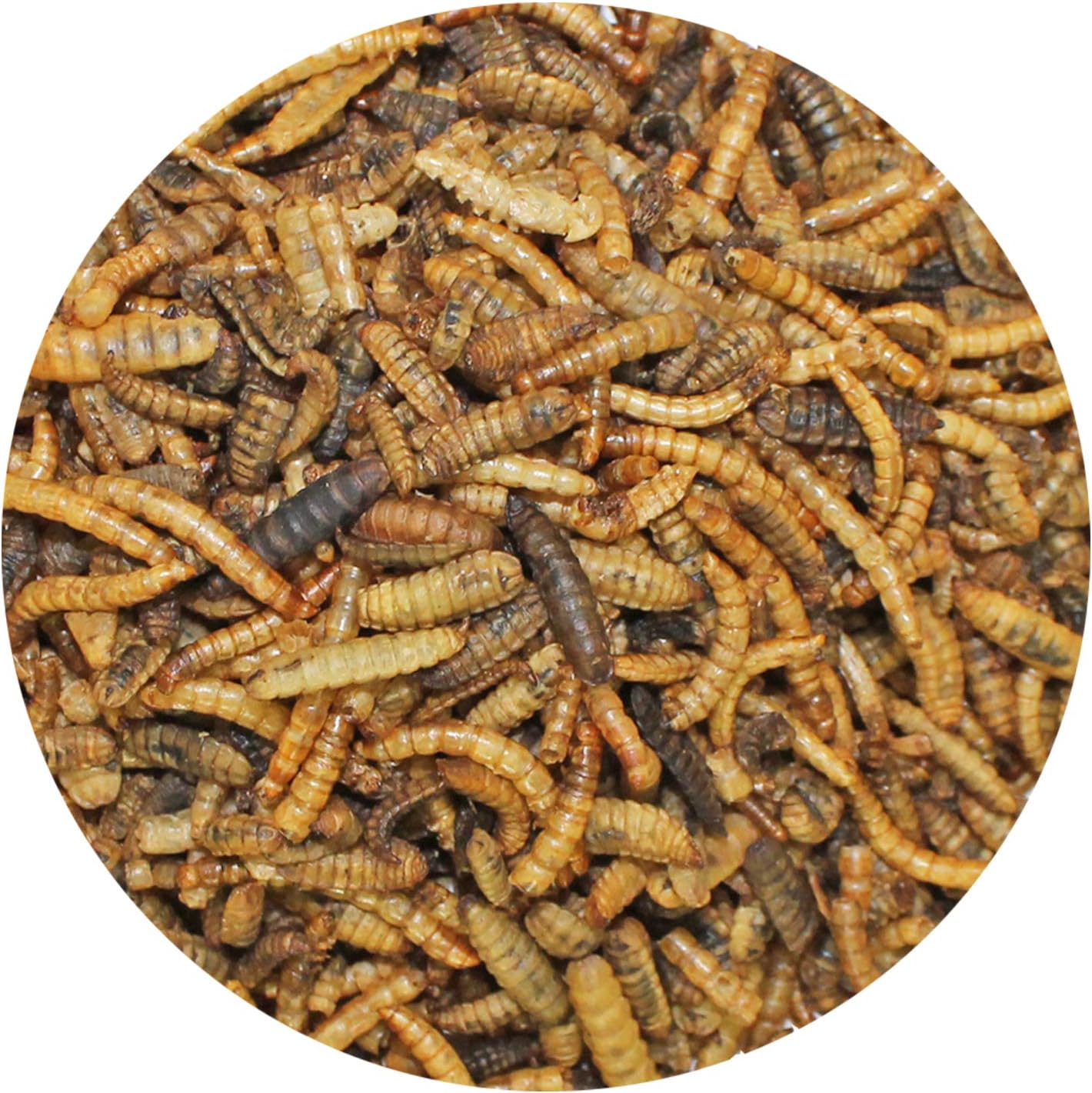 Ez-Worms (1.41 Oz.) - Blend Of Dried Mealworms & Black Soldier Fly Larvae (Bsfl) - Healthy Insect Treat - Chickens, Bluebirds, Sugar Gliders, Hedgehogs, Squirrels, Skunks, Reptiles, Turtles, Fish