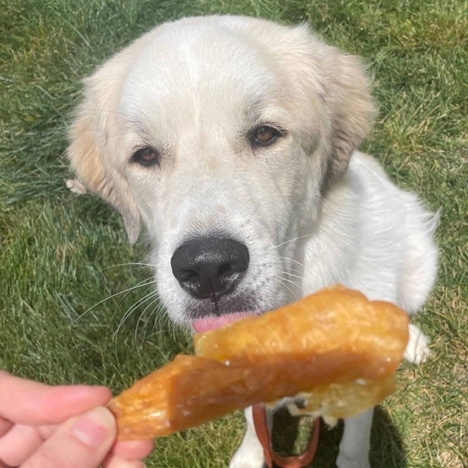 Best Bully Sticks Chicken Breast Dehydrated Dog Treats - Chicken Fillet Treats for Dogs 16 oz. - All Natural High Protein Real Chicken Premium Jerky Dog Chews - Grain Free Dog Treats : Pet Supplies