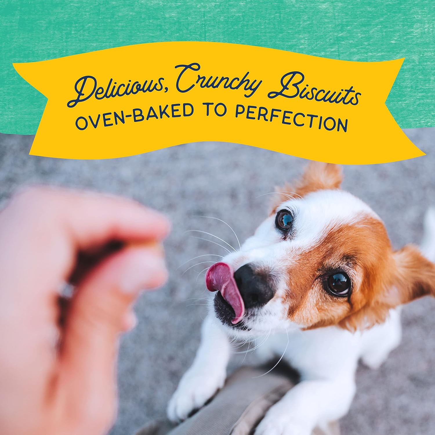 Natural Balance Limited Ingredient Rewards Crunchy Biscuits, Bite-Size Treats for Small-Breed Dogs, Made with Real Chicken, 8 Ounce (Pack of 1) : Pet Treat Biscuits : Pet Supplies