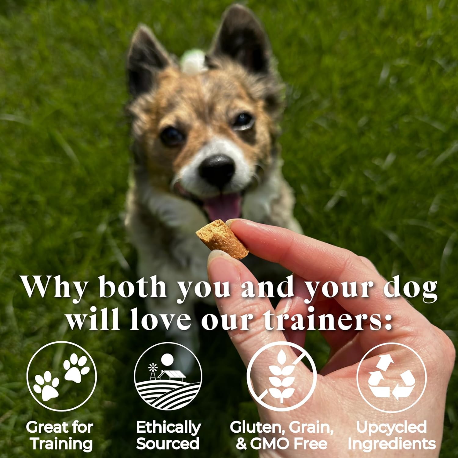 OTIS Trainers Venison Recipe - 4 oz Natural Dog Training Treats - Treats, Made in The USA - Bite-Size Training Treats with Ashwagandha, L-Theanine, and DHA for Cognitive Development - All Ages : Pet Supplies
