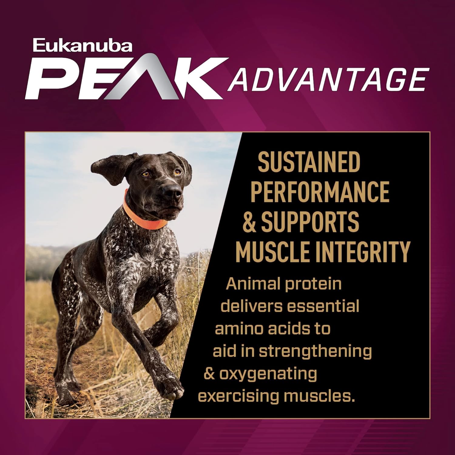 Eukanuba Premium Performance 30/20 Sport Dry Dog Food, 4.5 Lb : Pet Supplies