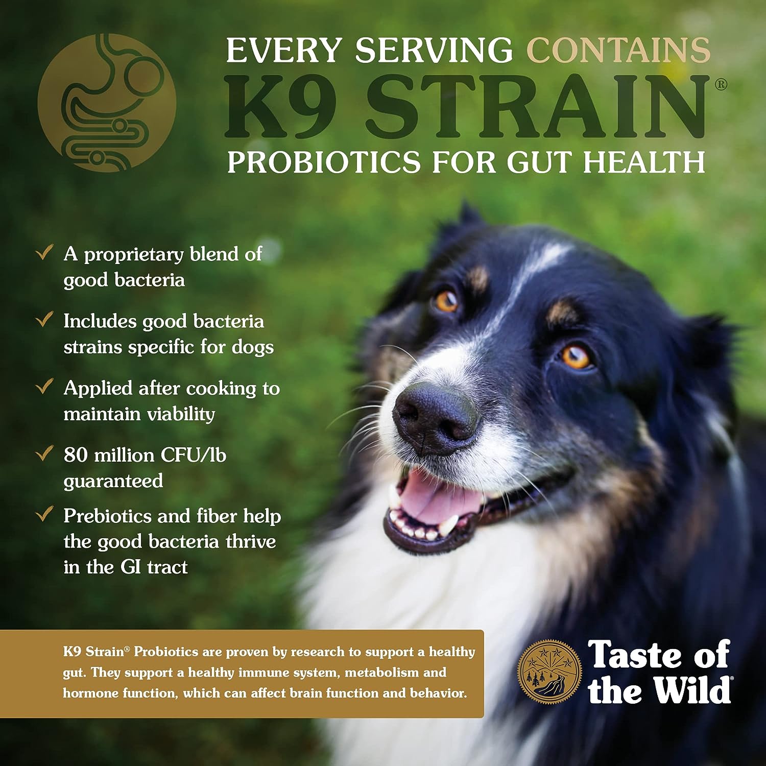 Taste of the Wild with Ancient Grains Ancient Mountain Canine Recipe with Roasted Lamb Dry Dog Food, Made with High Protein from Real Lamb and Guaranteed Nutrients and Probiotics 28lb : Pet Supplies