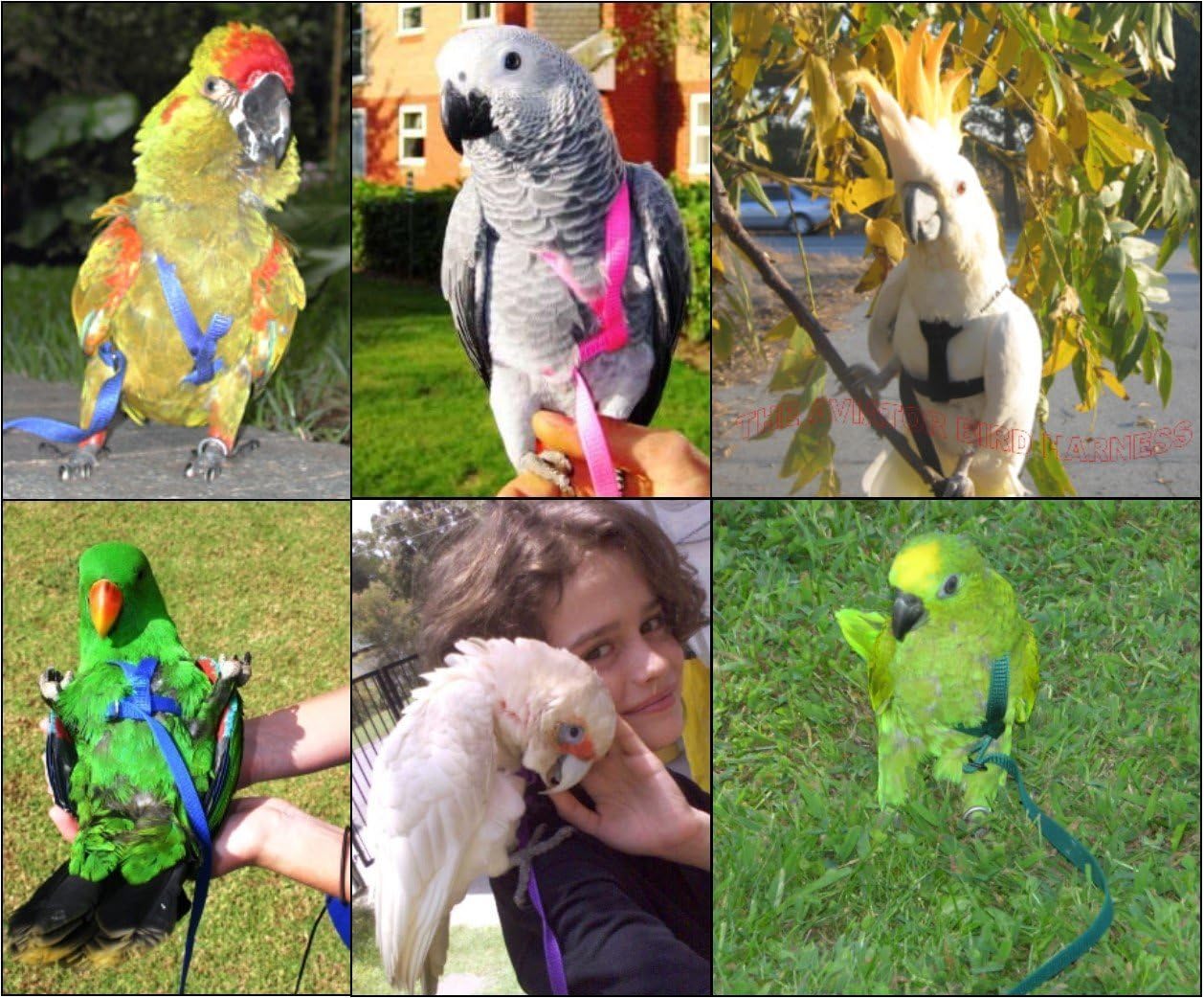 The AVIATOR Pet Bird Harness and Leash: Medium Green :Pet Supplies