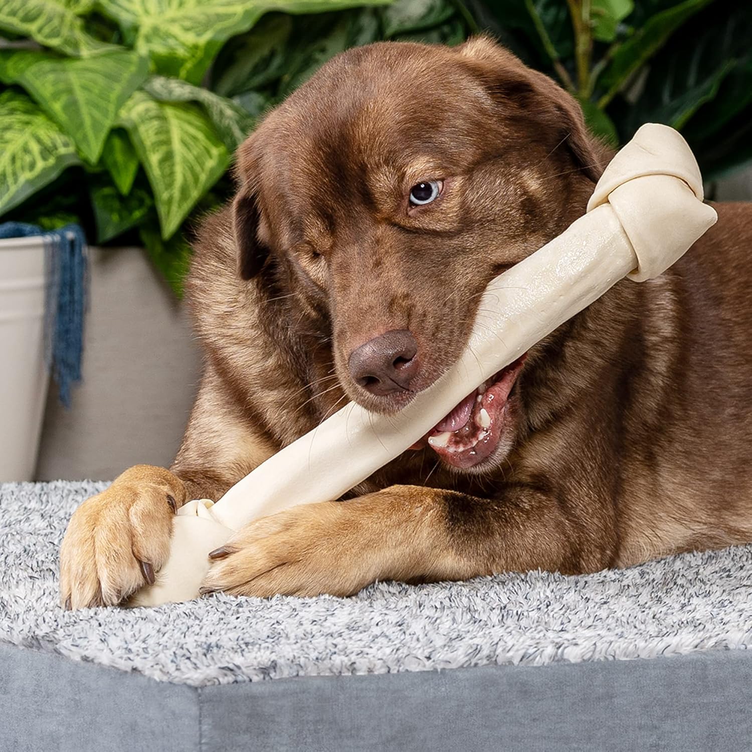 Pet Factory 100% Made in USA Beefhide 15-17" Knotted Bone Dog Chew Treat - Natural Flavor, 1 Count/1 Pack : Pet Rawhide Treat Bones : Pet Supplies