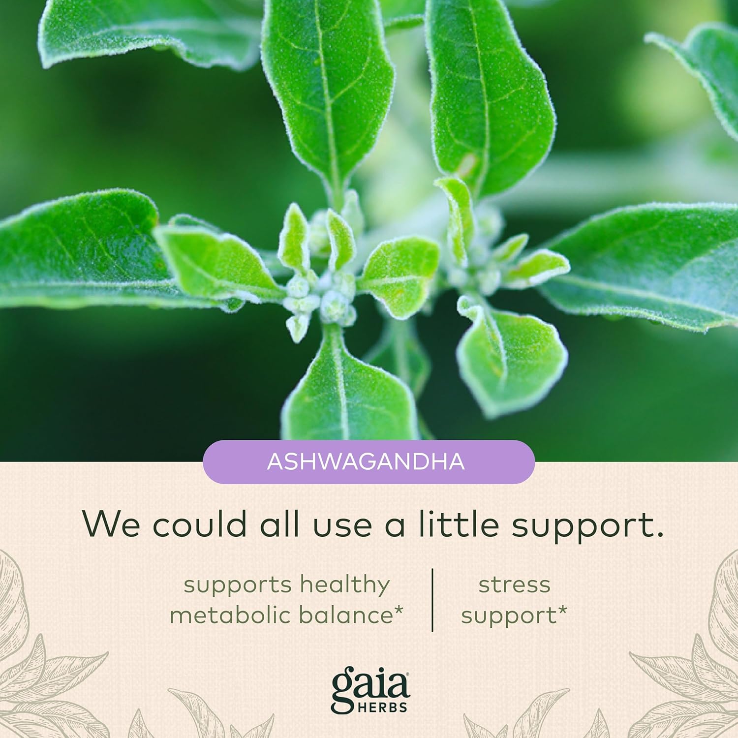 Gaia Herbs Thyroid Support - Made with Ashwagandha, Kelp, Brown Seaweed, and Schisandra to Support Healthy Metabolic Balance and Overall Well-Being - 120 Vegan Liquid Phyto-Capsules (40-Day Supply) : Health & Household