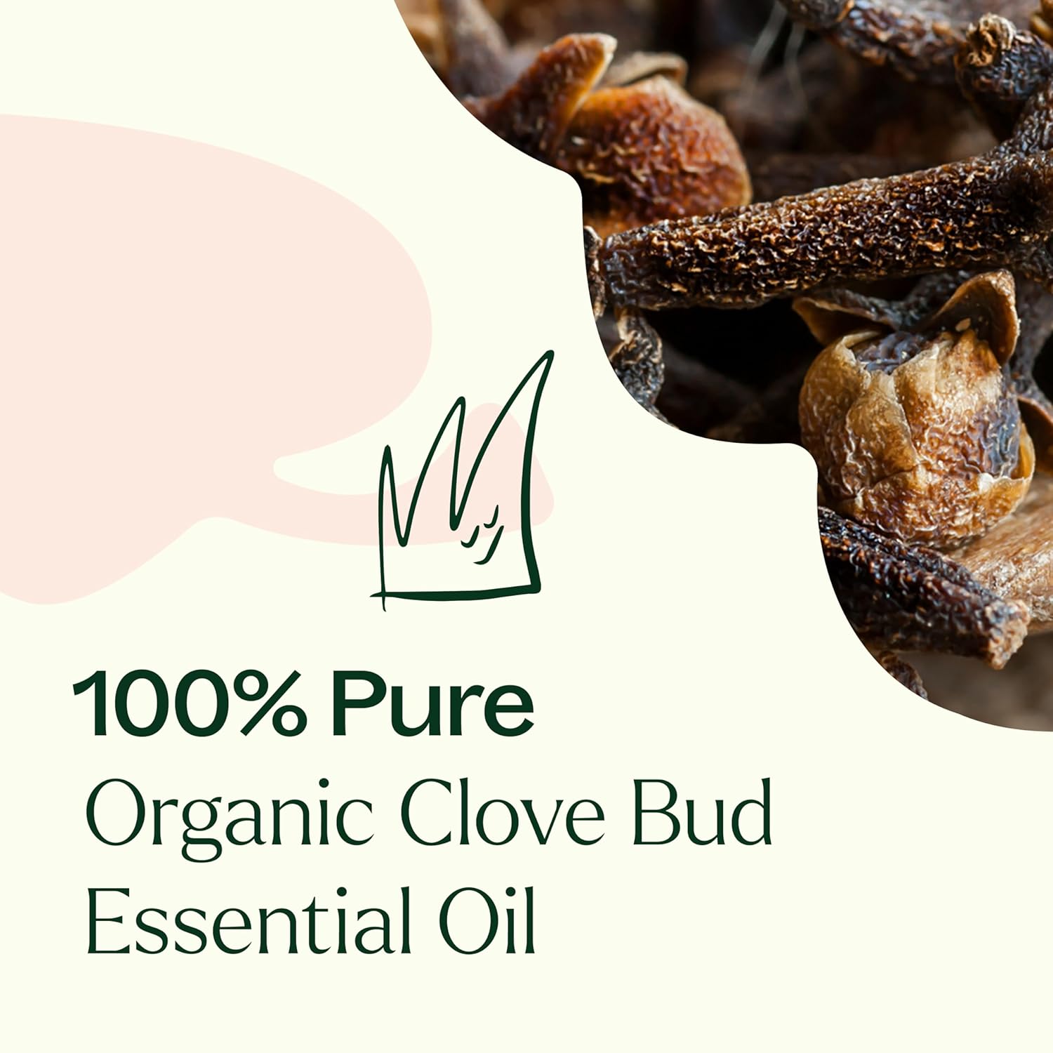 Plant Therapy Organic Clove Bud Essential Oil 100% Pure, USDA Certified Organic, Undiluted, Natural Aromatherapy, Therapeutic Grade 10 mL (? oz) : Health & Household