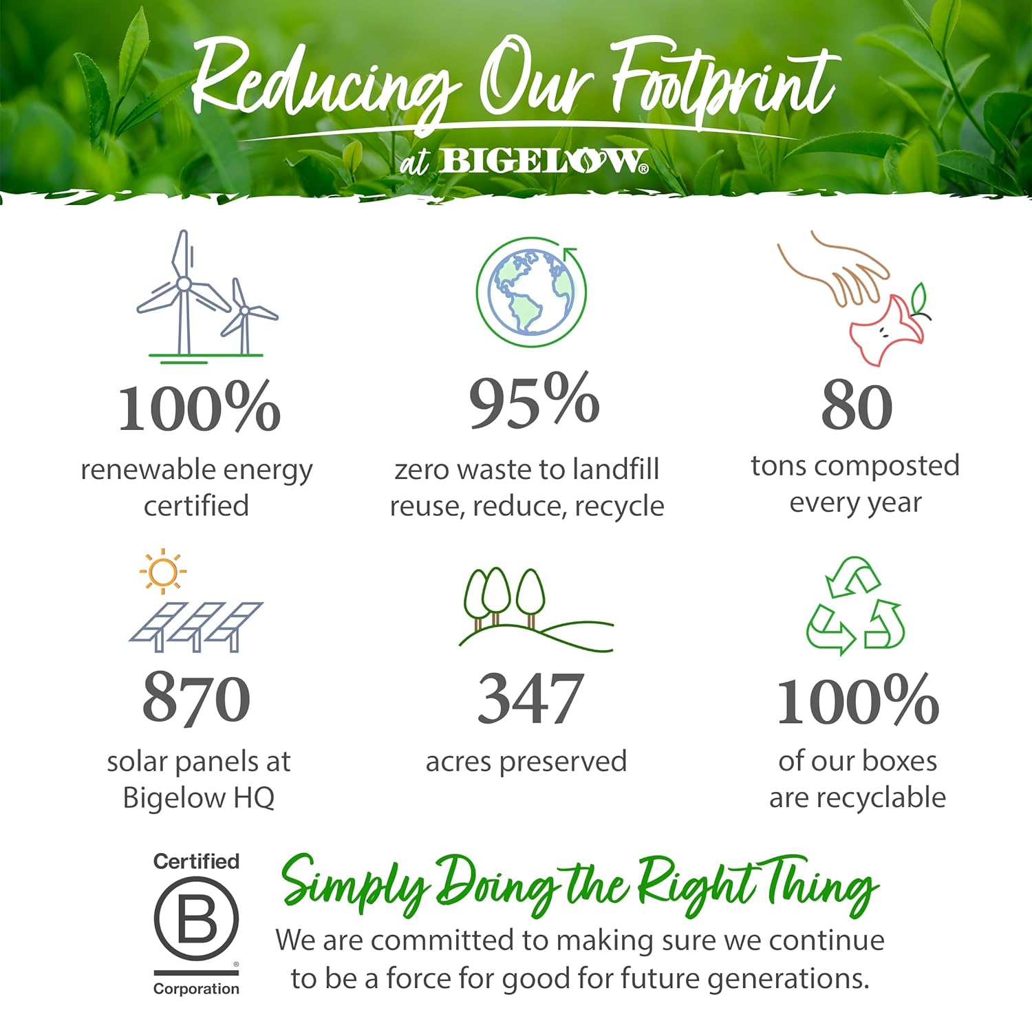 Steep By Bigelow Organic Oolong With Jasmine Green Tea, Caffeinated, 20 Count (Pack Of 6), 120 Total Tea Bags