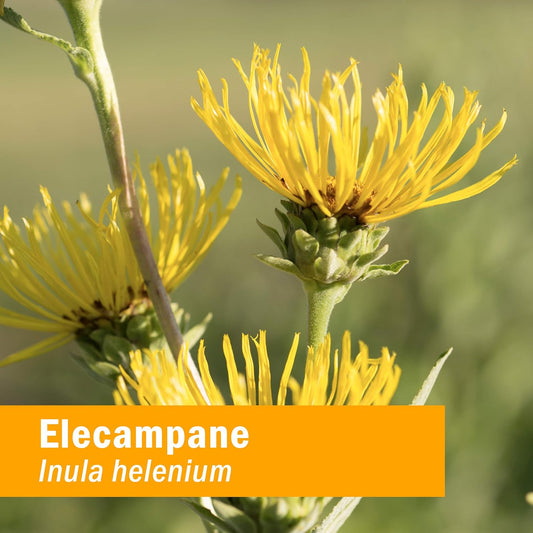Herb Pharm Certified Organic Elecampane Liq Extract for Respiratory System Support - 1  (DELECA01)