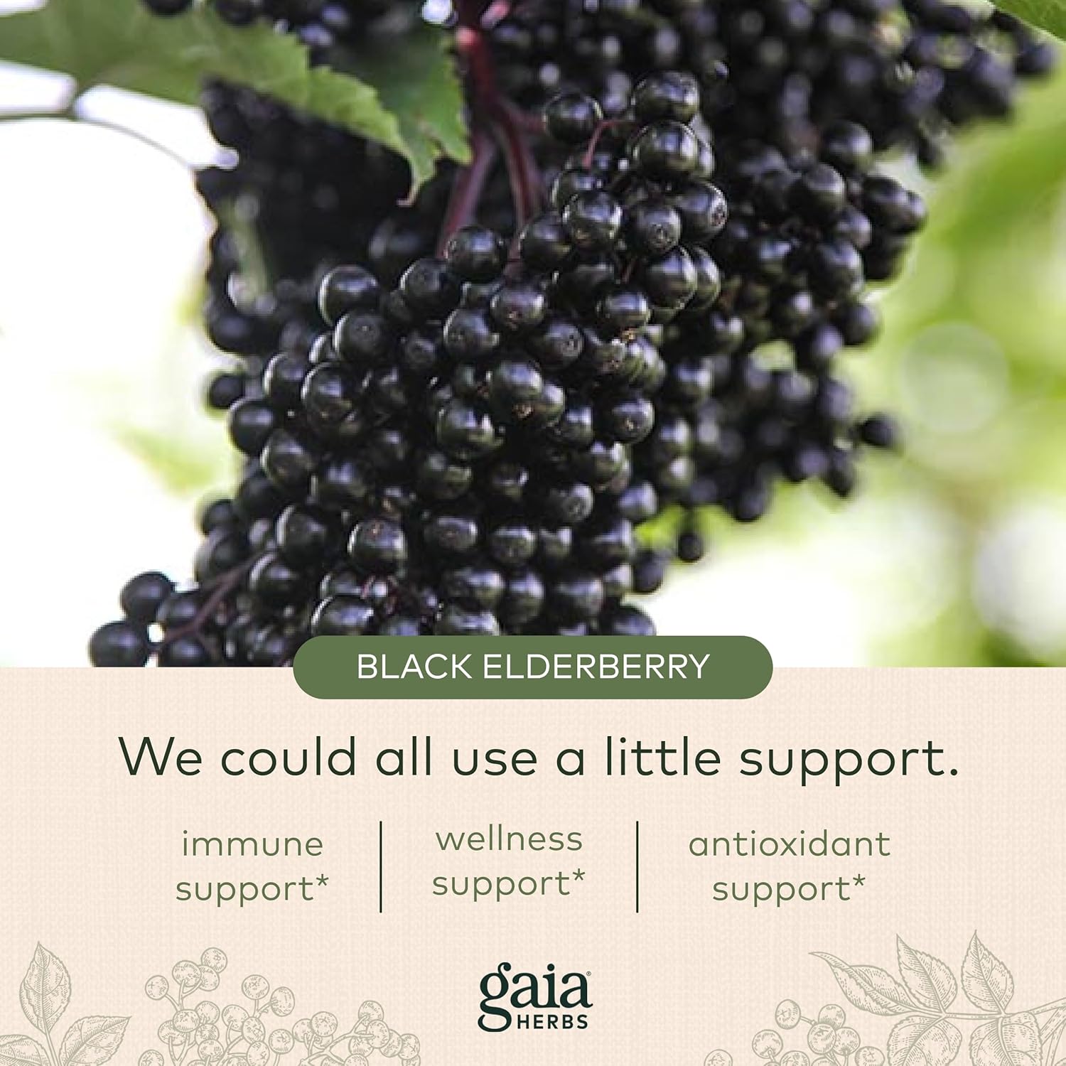 Gaia Herbs Black Elderberry (Sambucus Nigra) Tonic - Organic Immune Health Support with Black Elderberries, Raw Apple Cider Vinegar, and Raw Honey - 4 Oz (24 Servings) : Health & Household