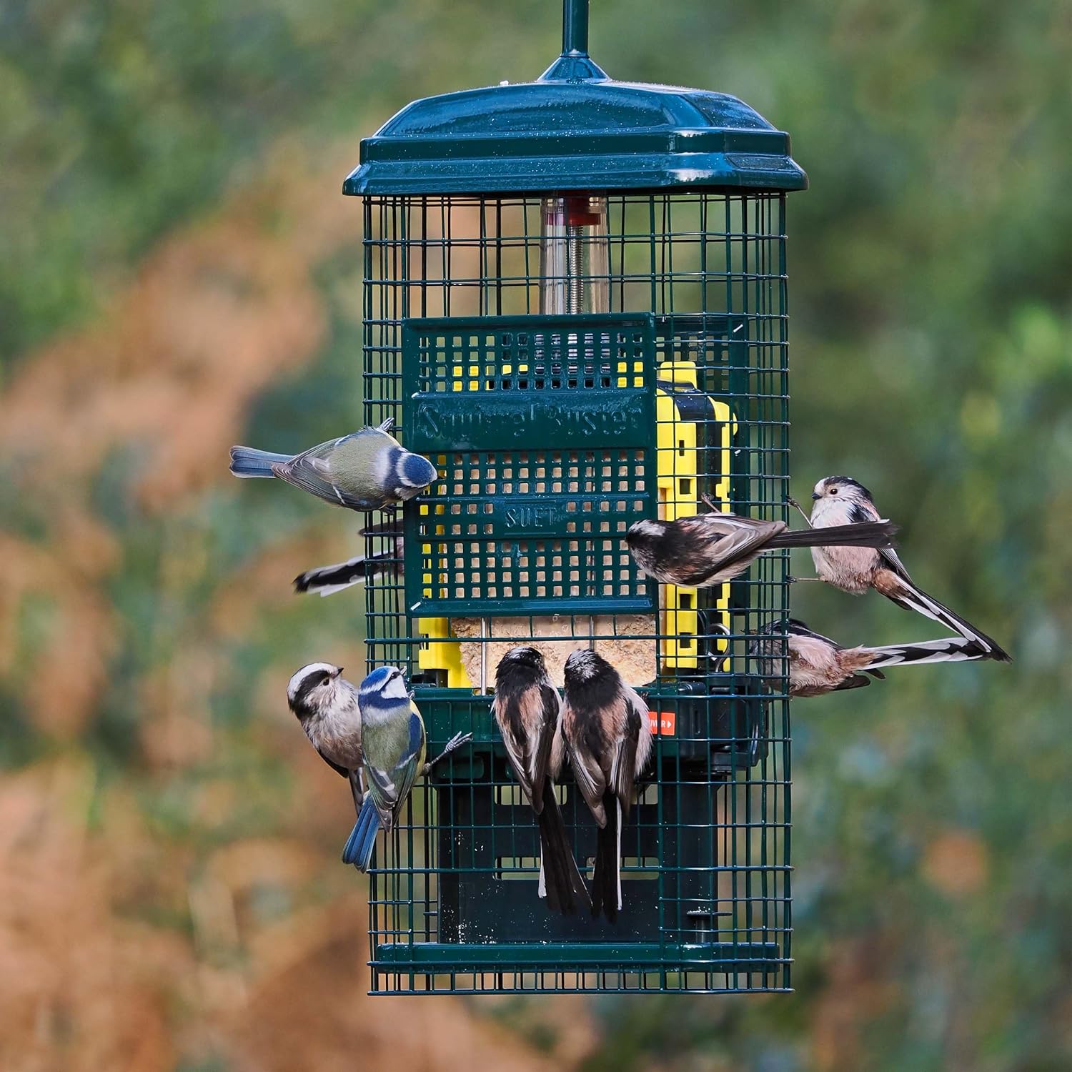 Squirrel-proof Bird Feeder for Suet Cakes - Jacobi Jayne® Squirrel Buster® Suet – Pigeon Proof Metal Bird Suet Feeder for Wild Birds – Easy Clean Hanging Suet Bird Feeder for Garden Birds :Garden