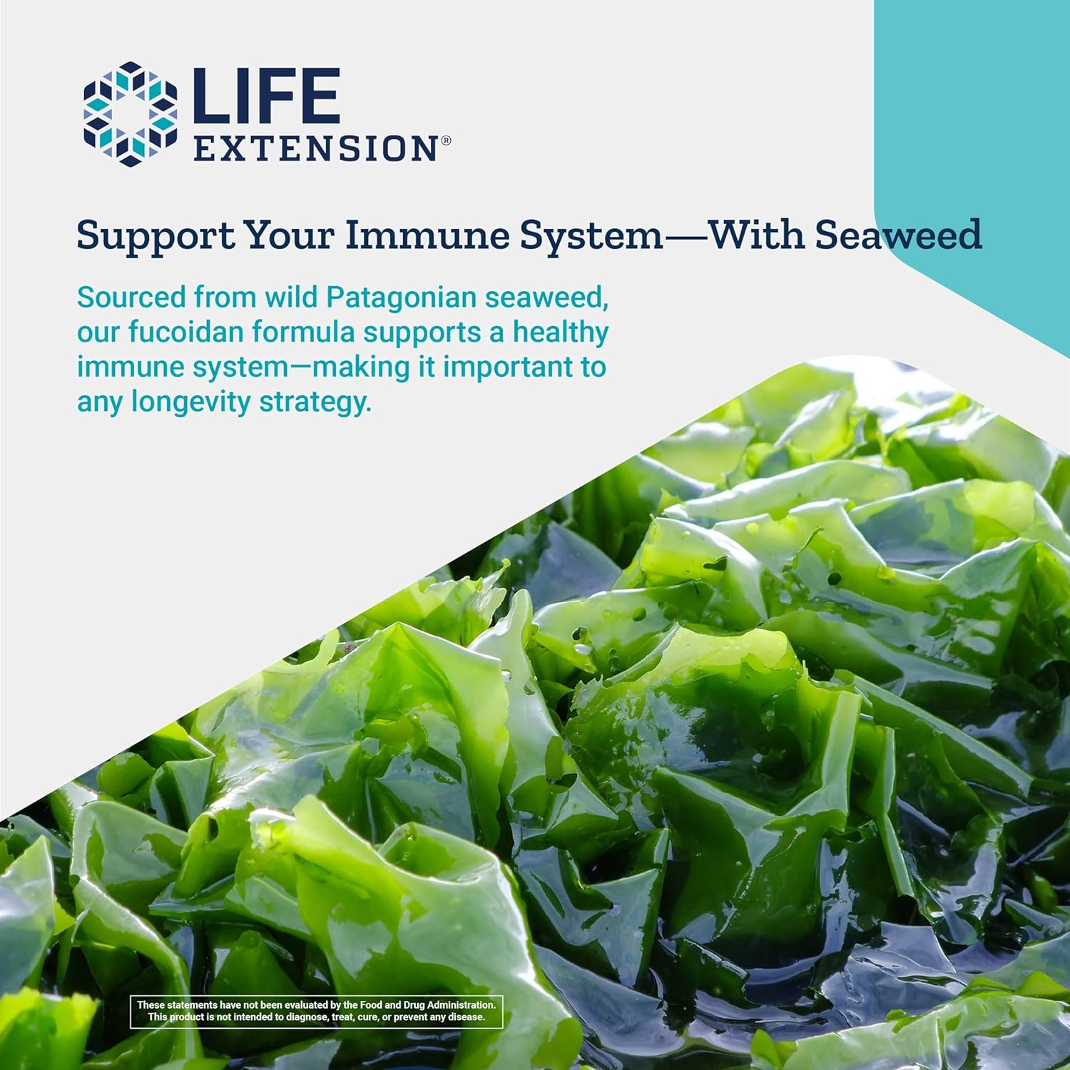 Life Extension Optimized Fucoidan with Maritech 926 - Fucoidan Supplement - Wild-Harvested Wakame from Ocean Extract for Immune Health Support - Non-GMO, Gluten-Free, Vegetarian - 60 Capsules : Health & Household