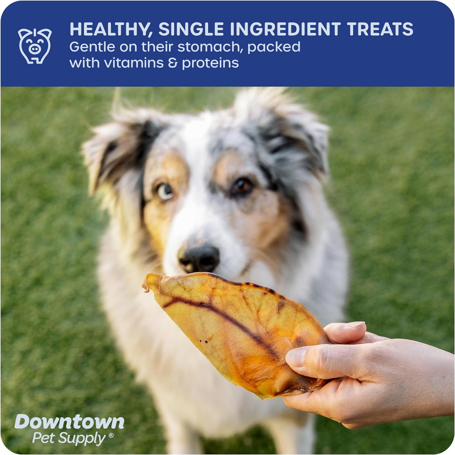 Downtown Pet Supply - Jumbo Pig Ears - Dog Dental Treats & Rawhide-Free Dog Chews - Healthy Coat & Skin Care, Cholesterol & Heart Health Dog Treats - Protein, Vitamins & Minerals - 20 Pack : Pet Supplies