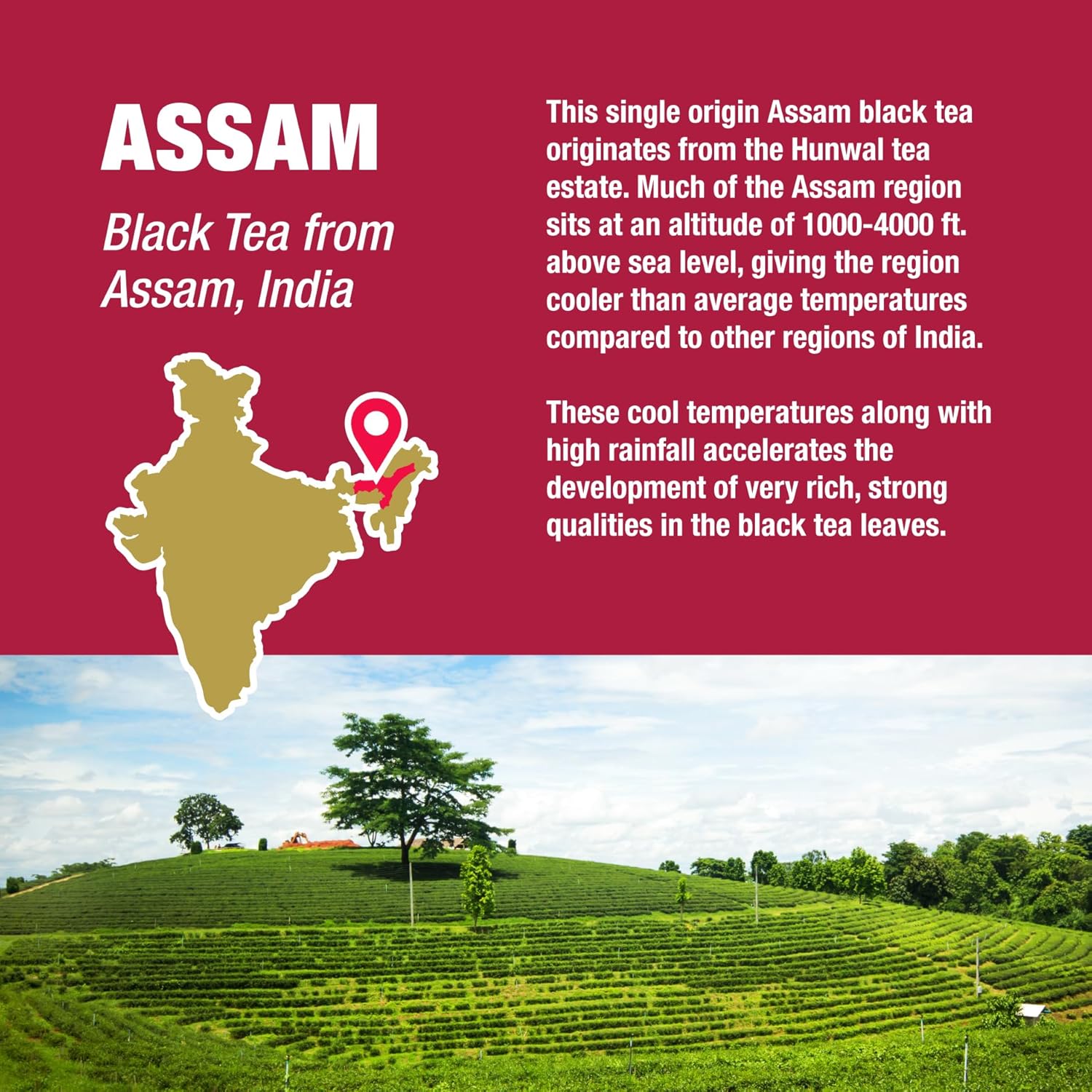 Tiesta Tea - Assam Black Tea | Single Origin Premium Black Loose Leaf Tea | High Caffeinated Tea | Make Hot Or Iced Tea & Brews Up To 50 Cups | 100% Pure Unblended Tea From India - 4Oz Refillable Tin